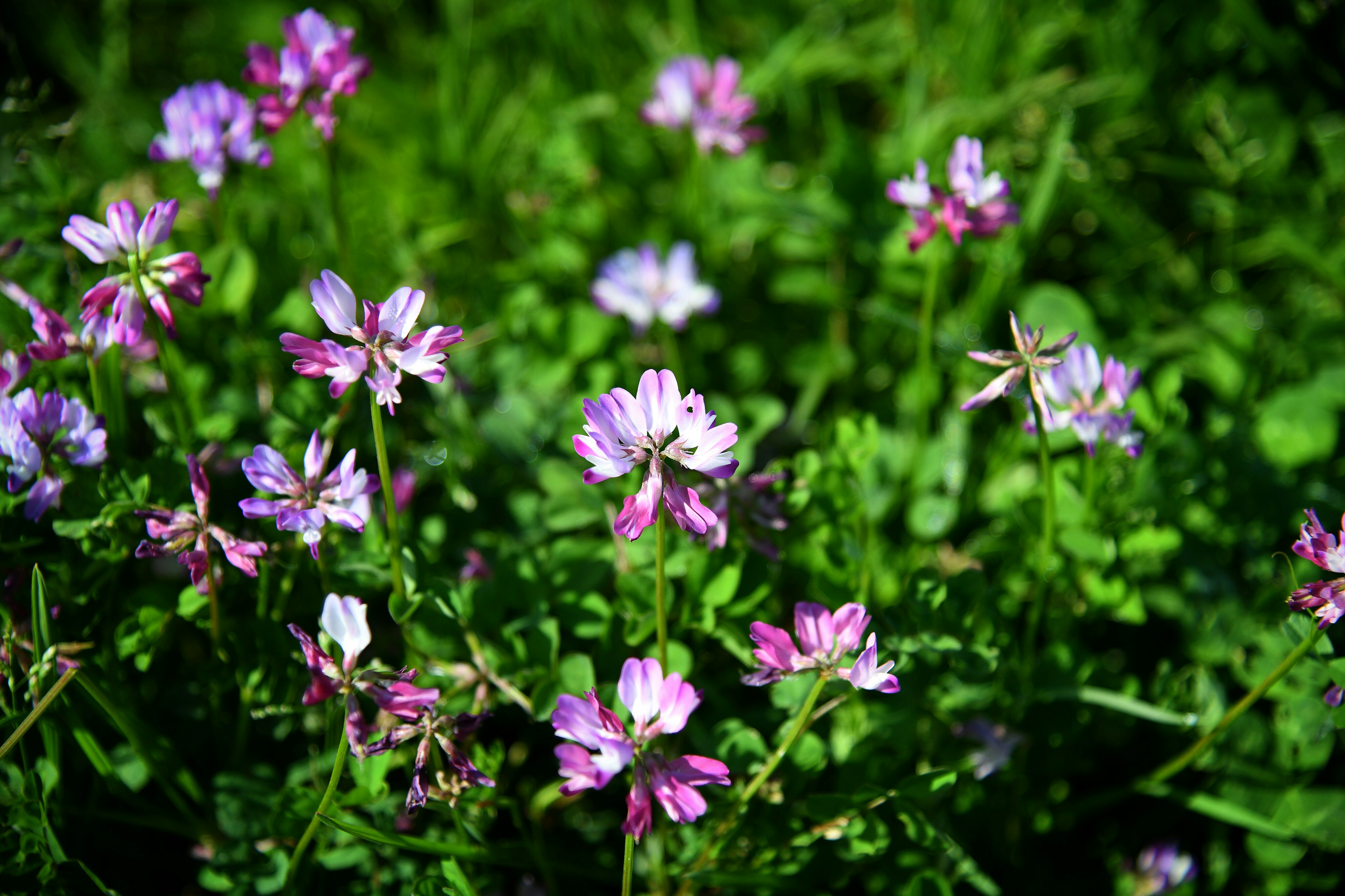 Nahaufnahme von lila und weißen Blumen, die vor einem grünen Hintergrund blühen