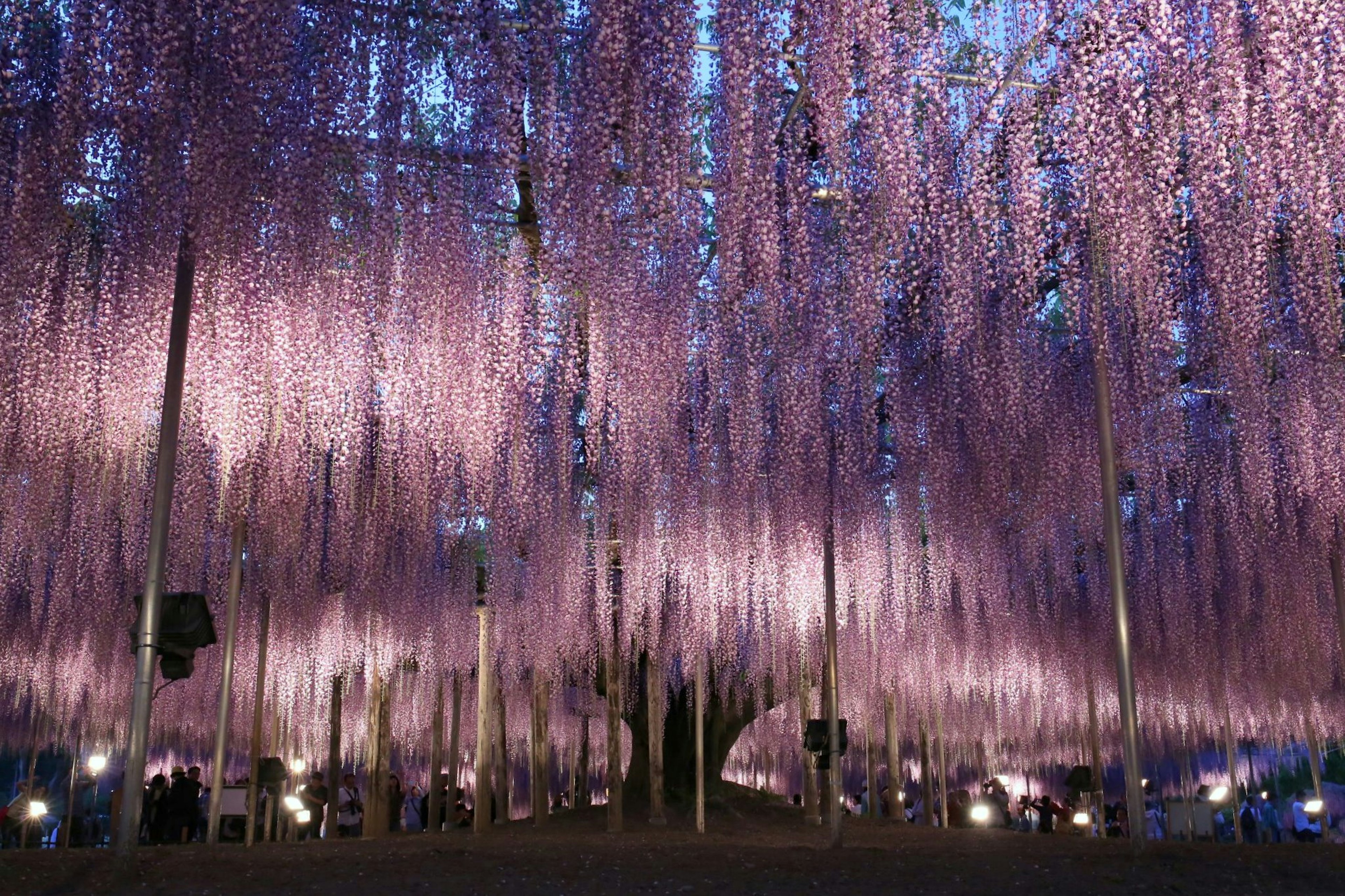 Túnel mágico de flores de glicina en plena floración