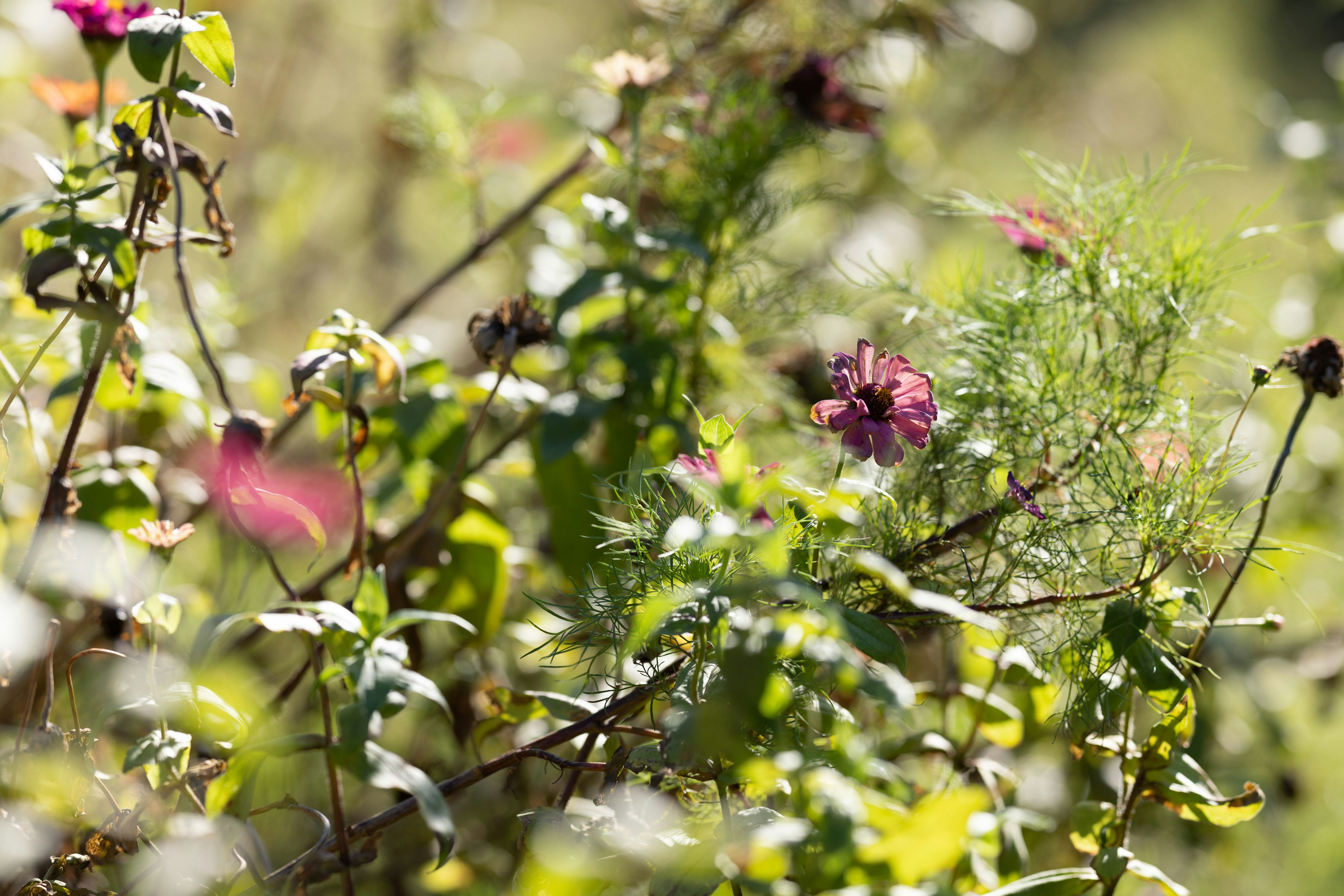 Verschwommene Blumen vor einem üppigen grünen Hintergrund mit lebhaften Farben