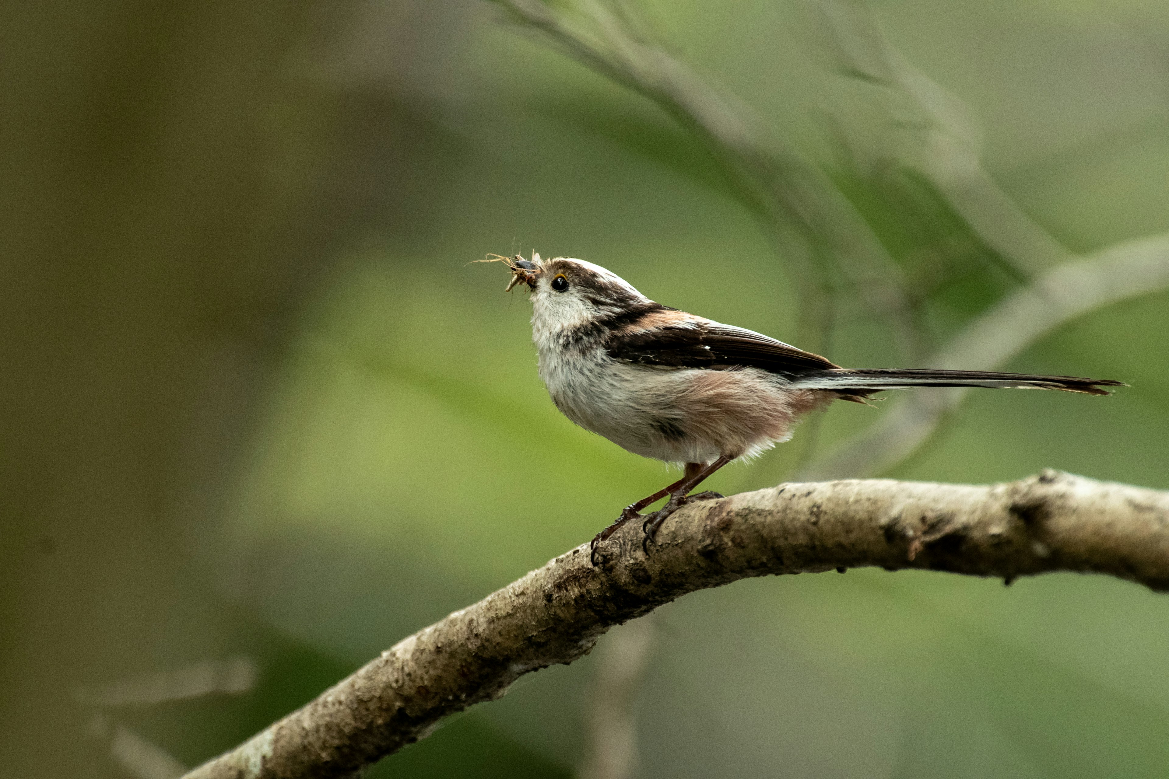 小さな鳥が枝に止まっている