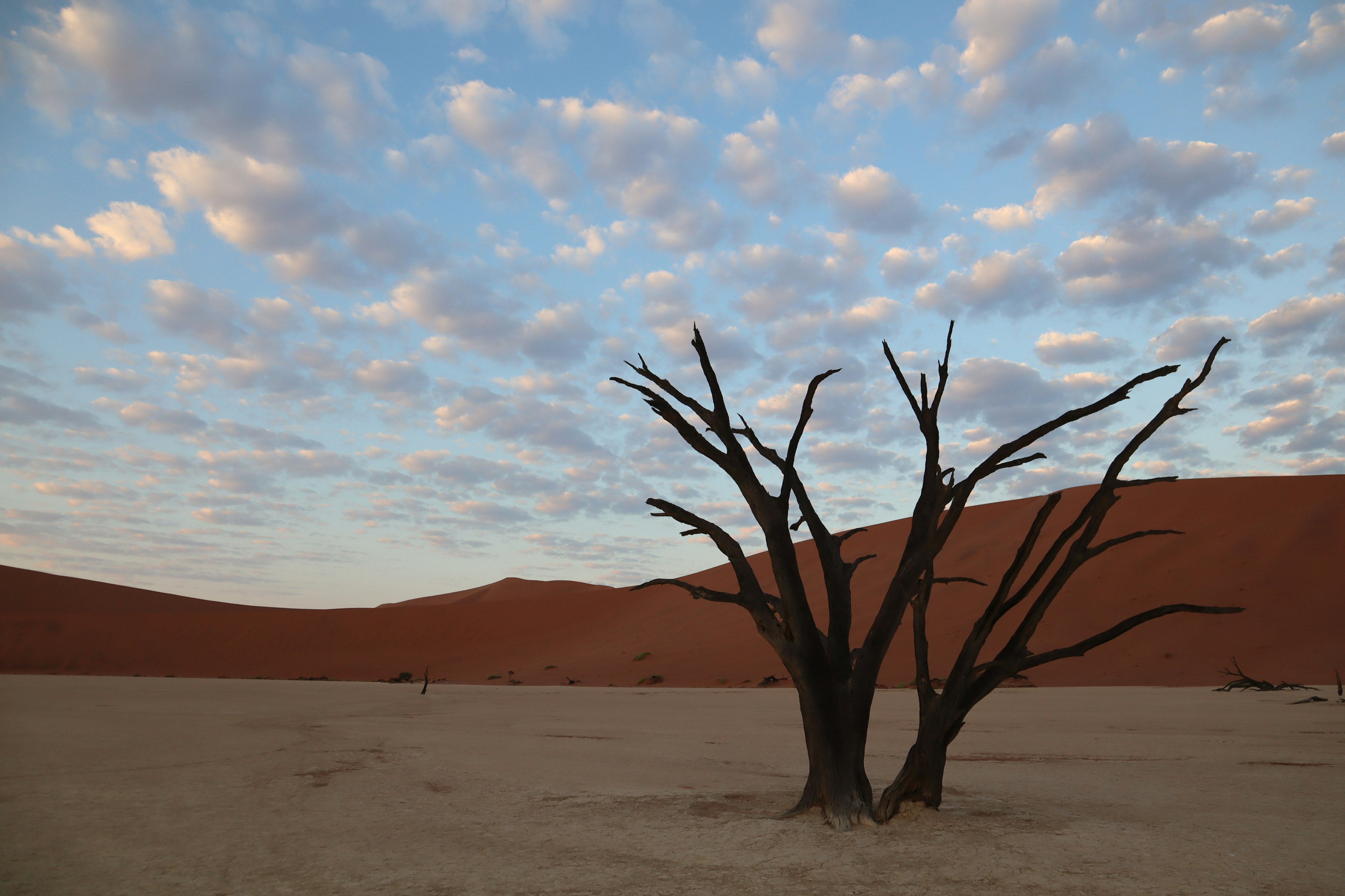 A barren landscape featuring a dead tree with a backdrop of red sand dunes