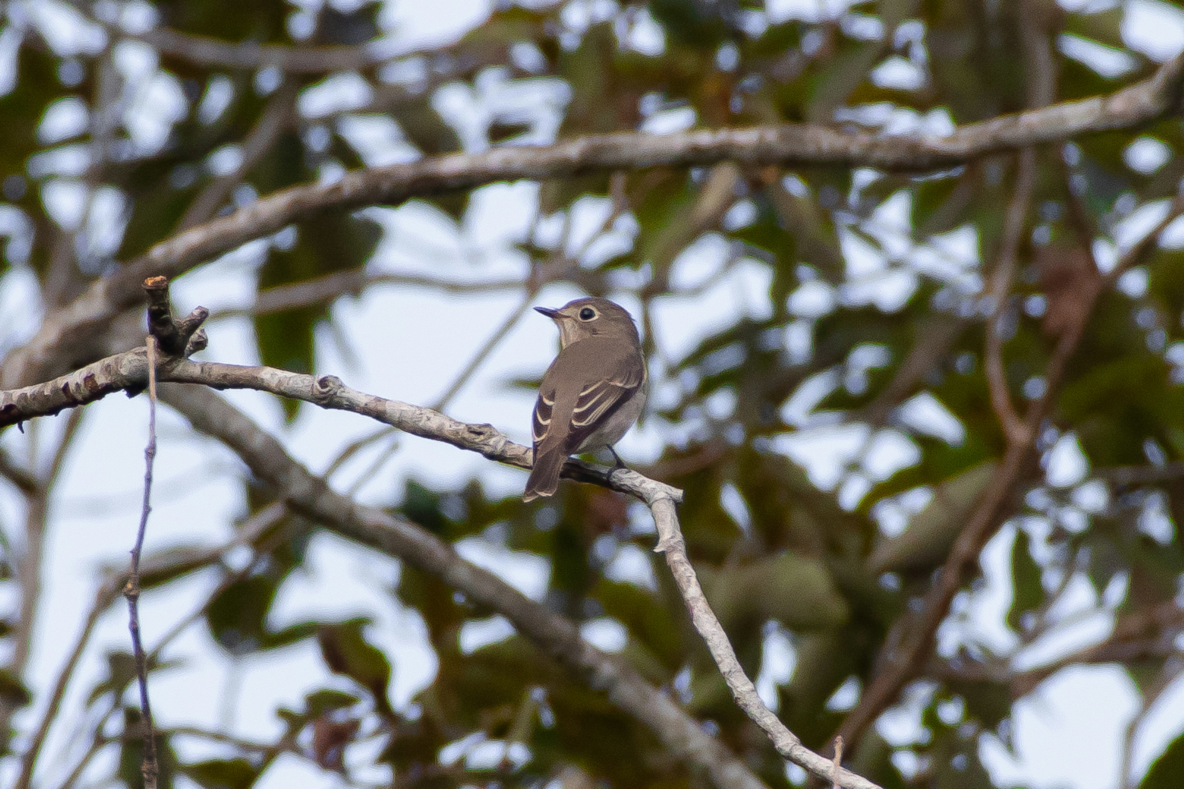 Ein kleiner Vogel sitzt auf einem Ast mit grünen Blättern im Hintergrund