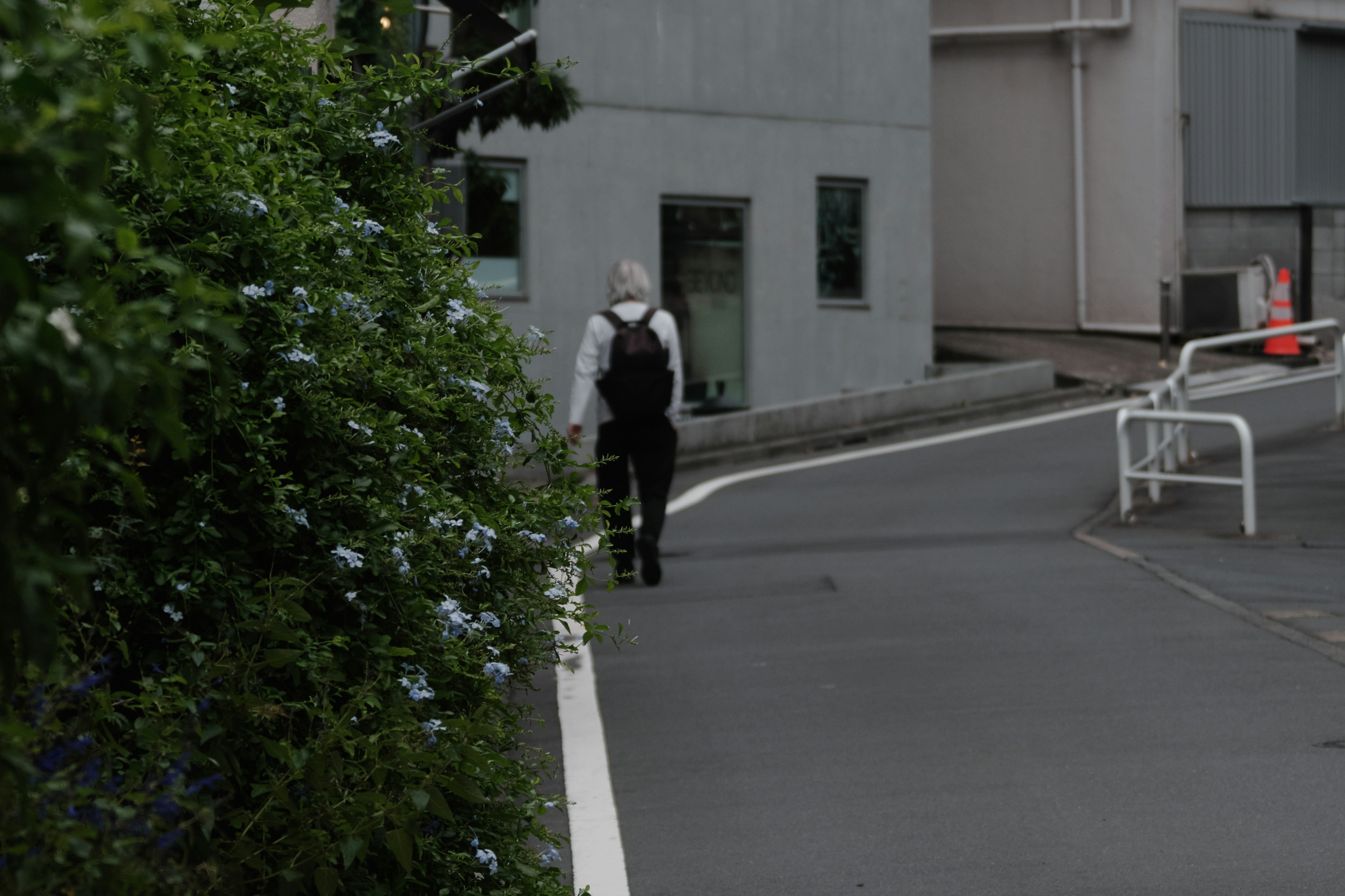 Person walking along a sidewalk lined with green plants