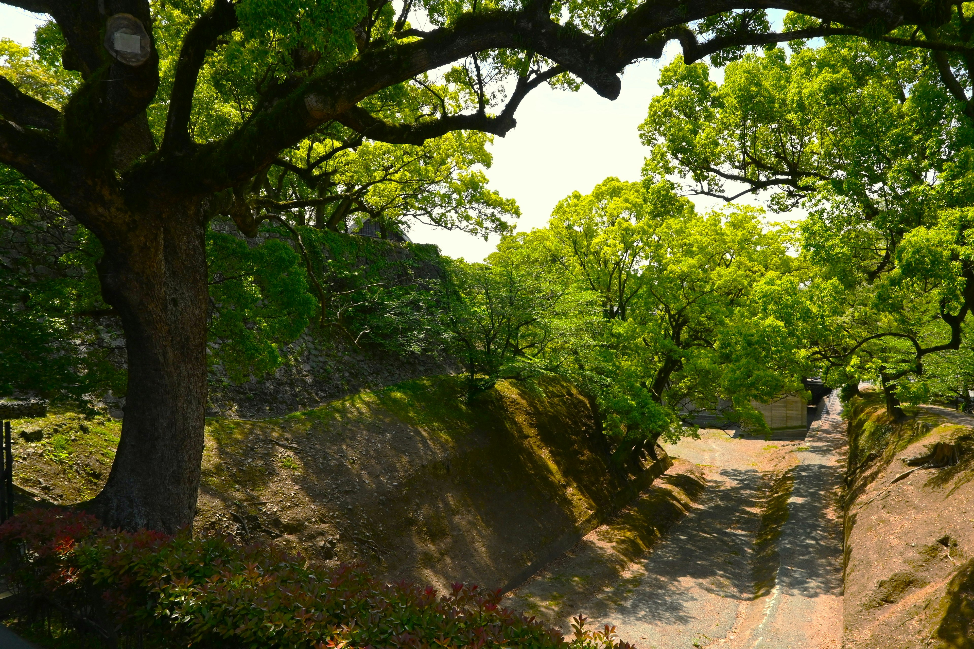 Scenic view of a pathway under lush green trees