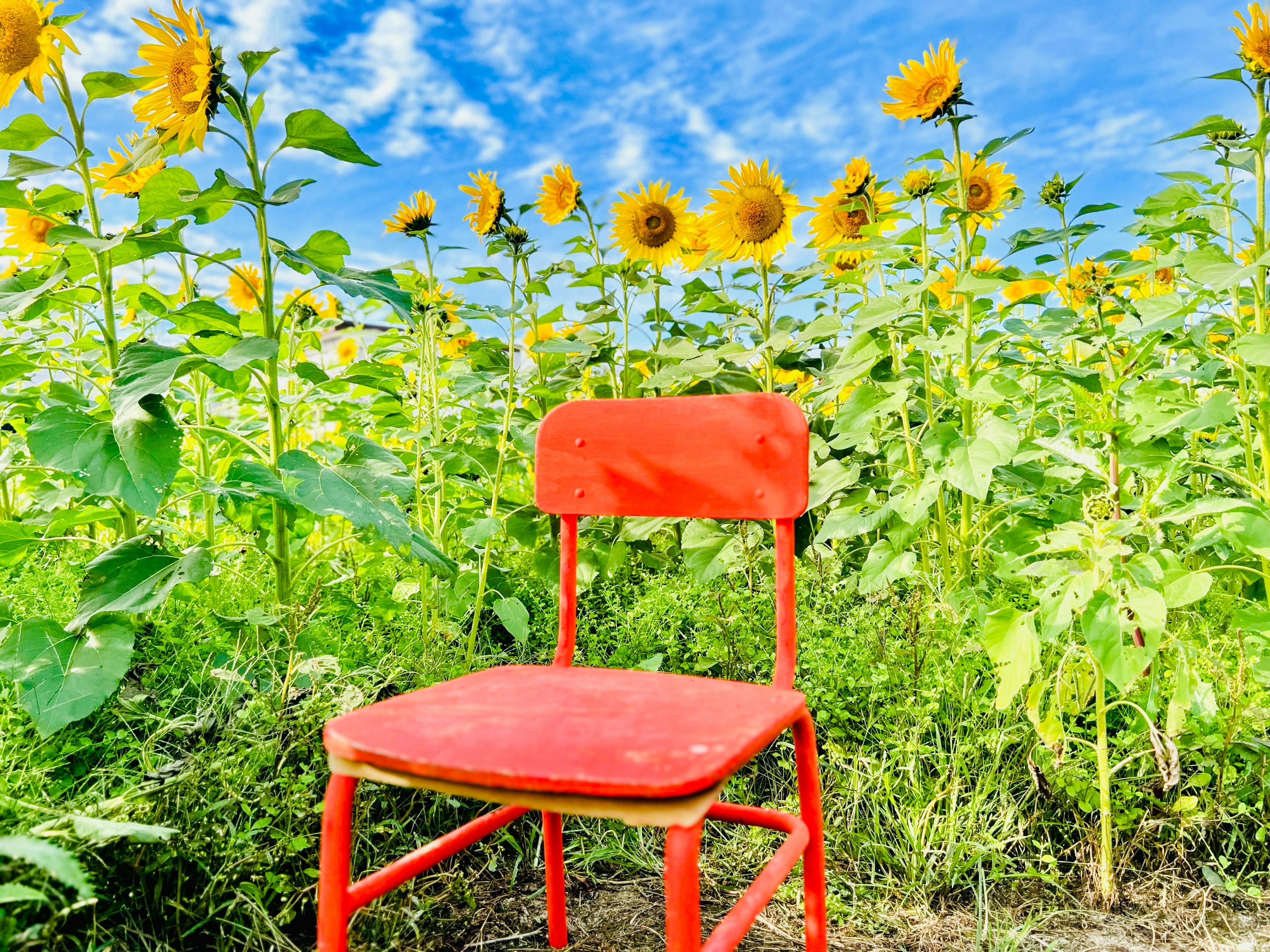 Sedia rossa posizionata in un campo di girasoli sotto un cielo blu