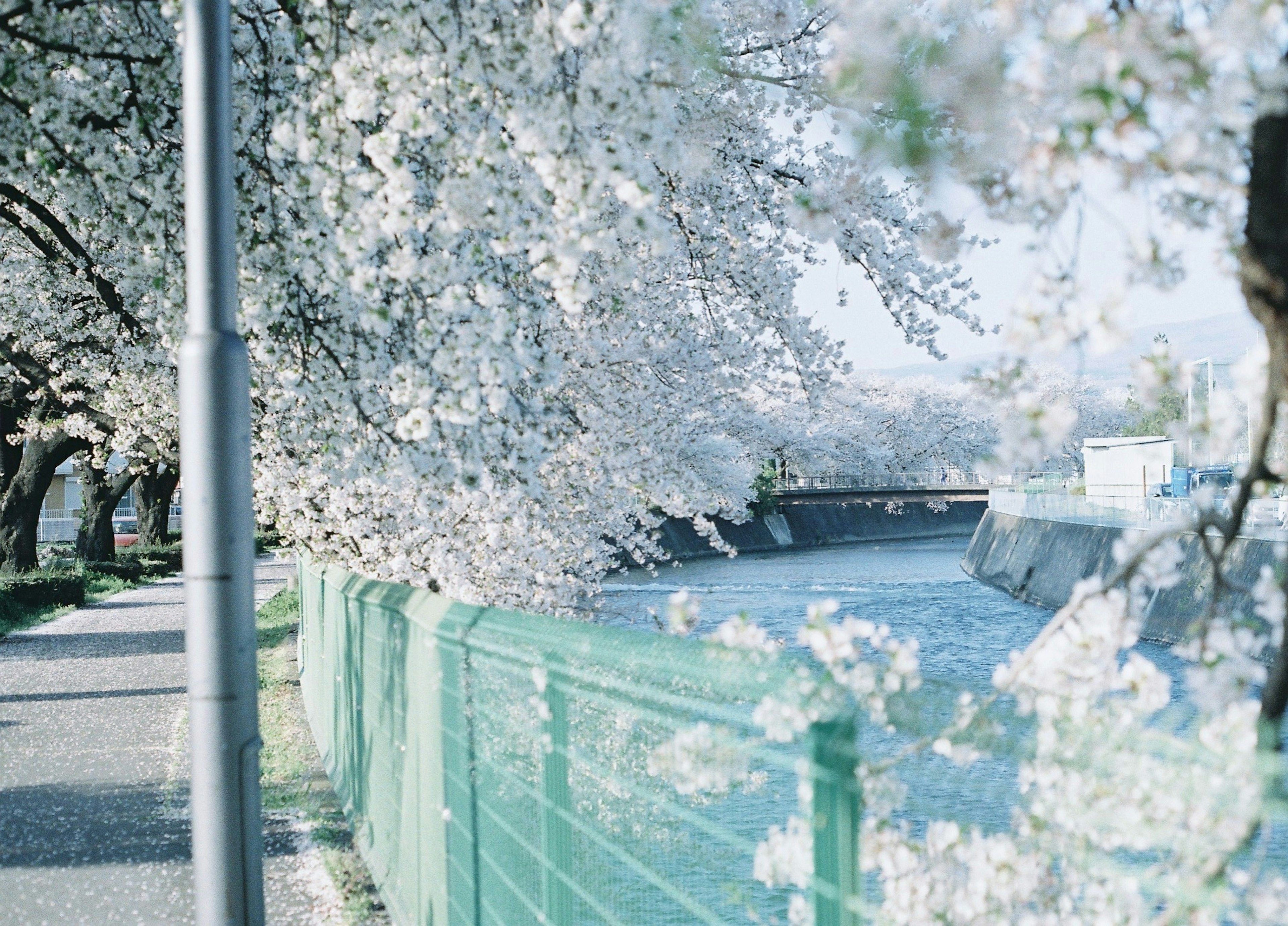 桜の木が咲いている川沿いの散歩道