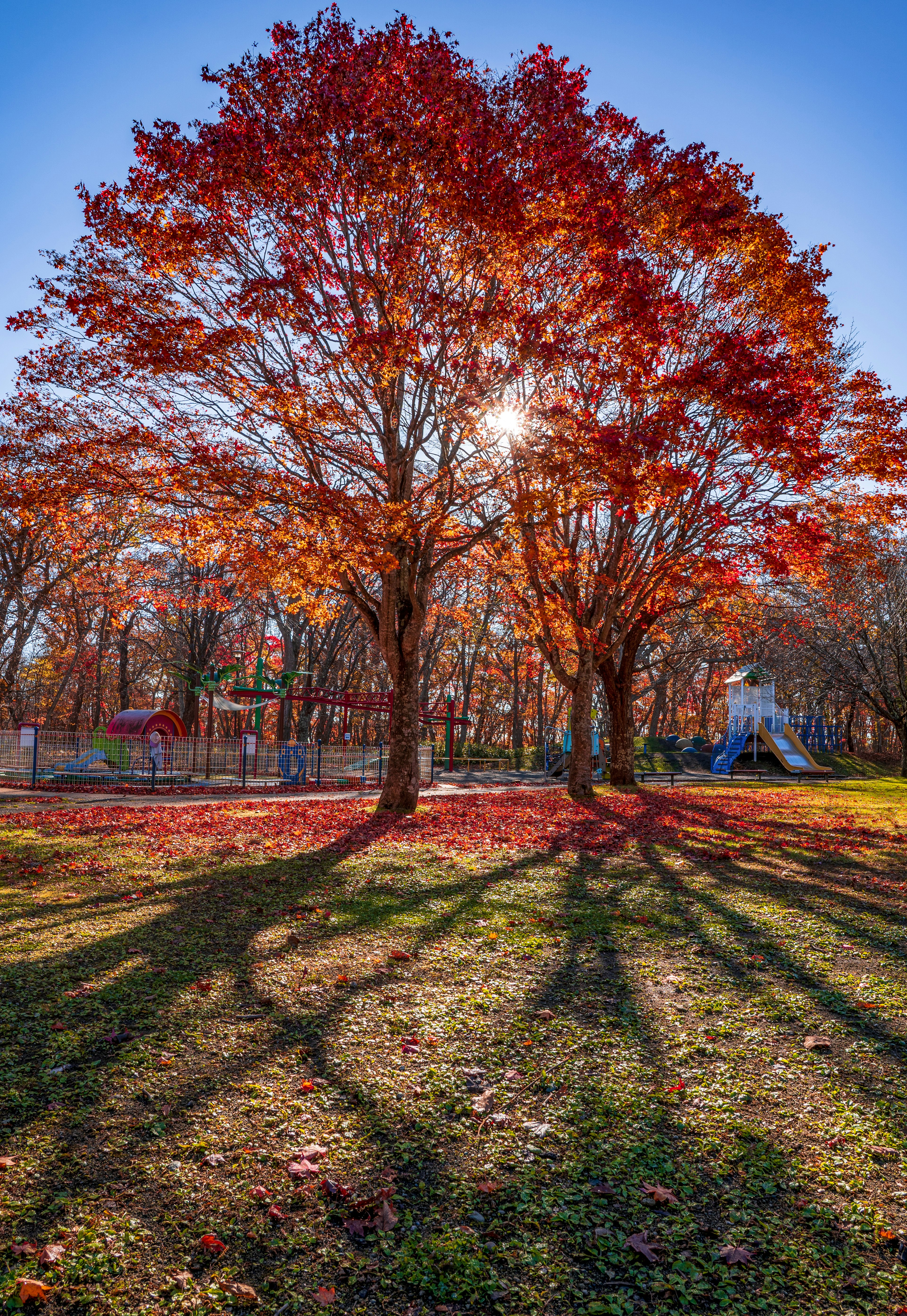 秋の紅葉した木と長い影が映える美しい風景