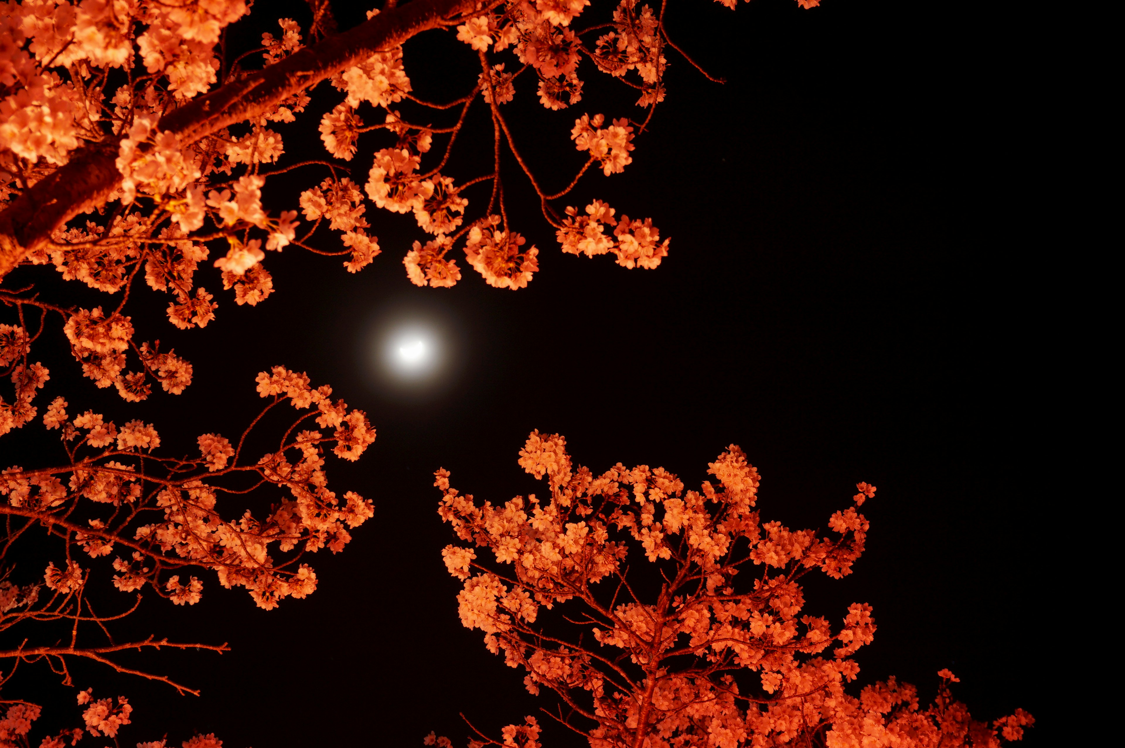 Rote Kirschblüten beleuchtet vor dem Nachthimmel mit einem Vollmond