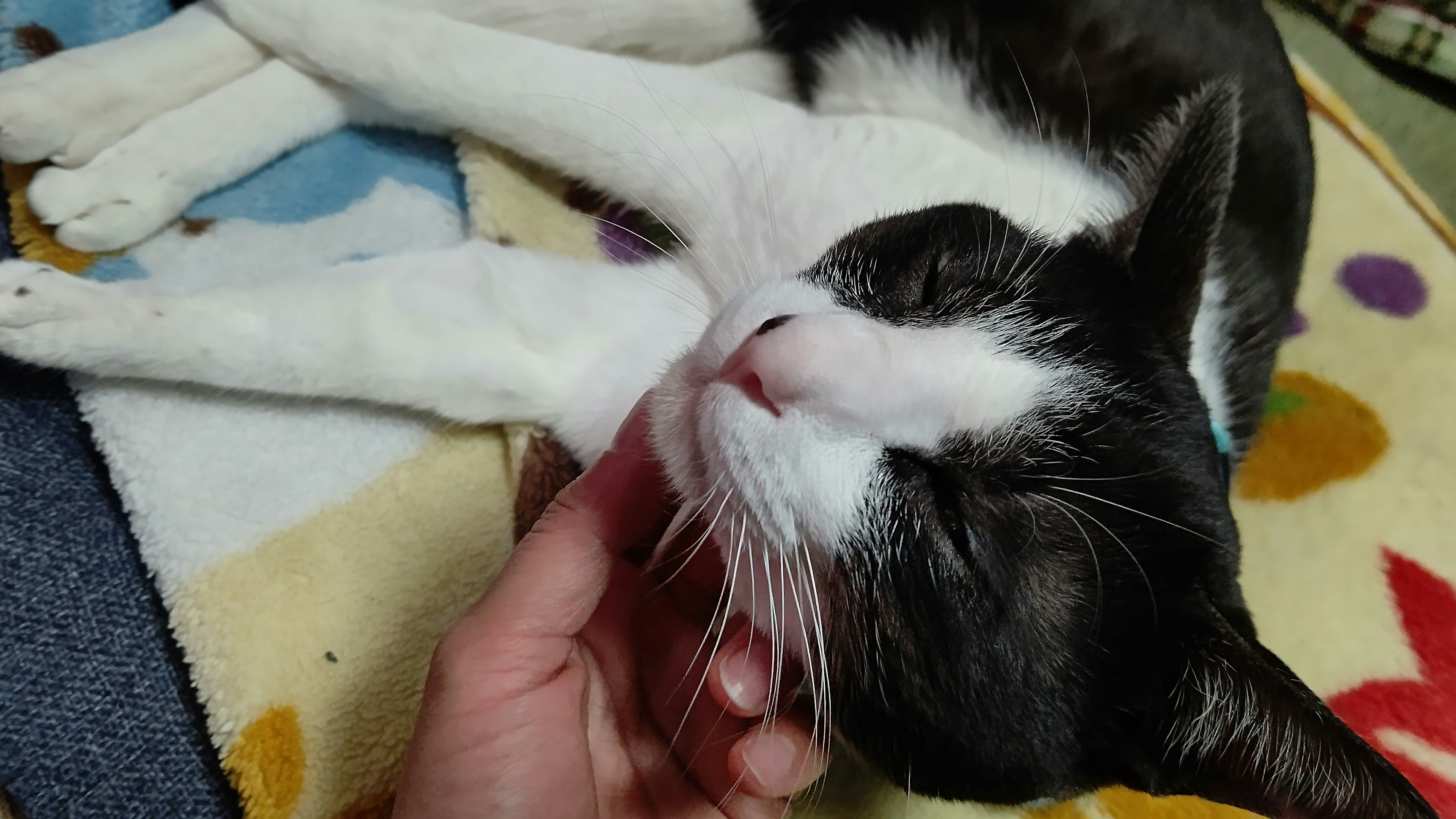 Black and white cat being petted by a hand