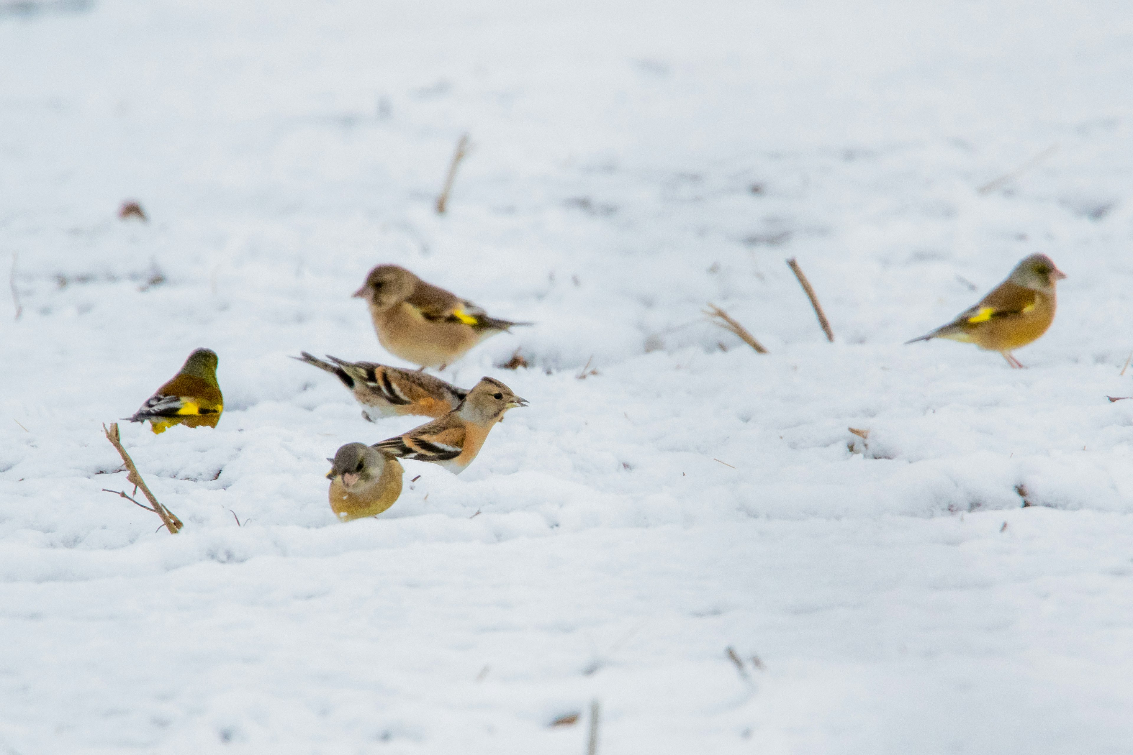 Small birds foraging for food in the snow