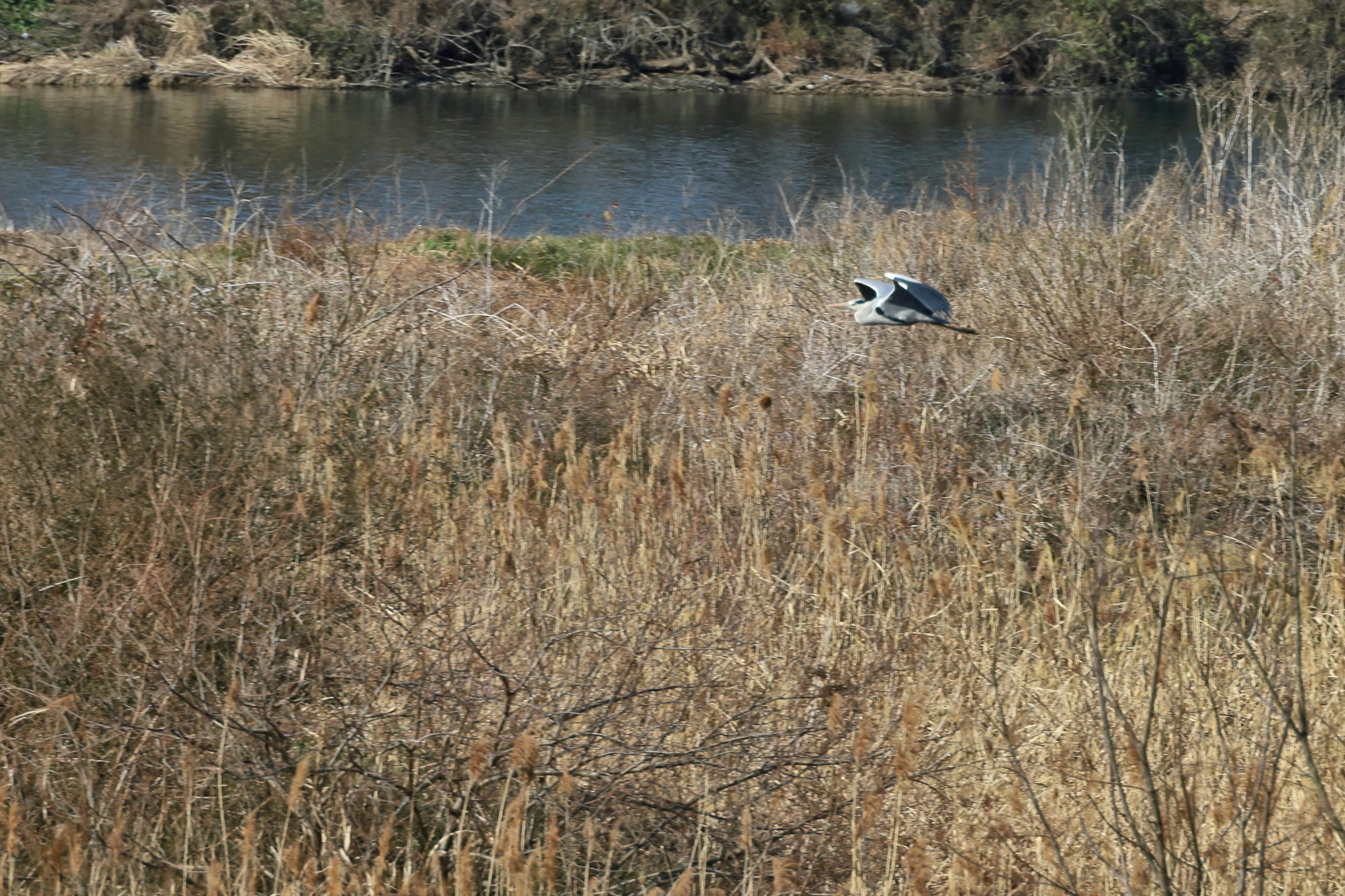 Oiseau dans une prairie sèche près d'une rivière tranquille