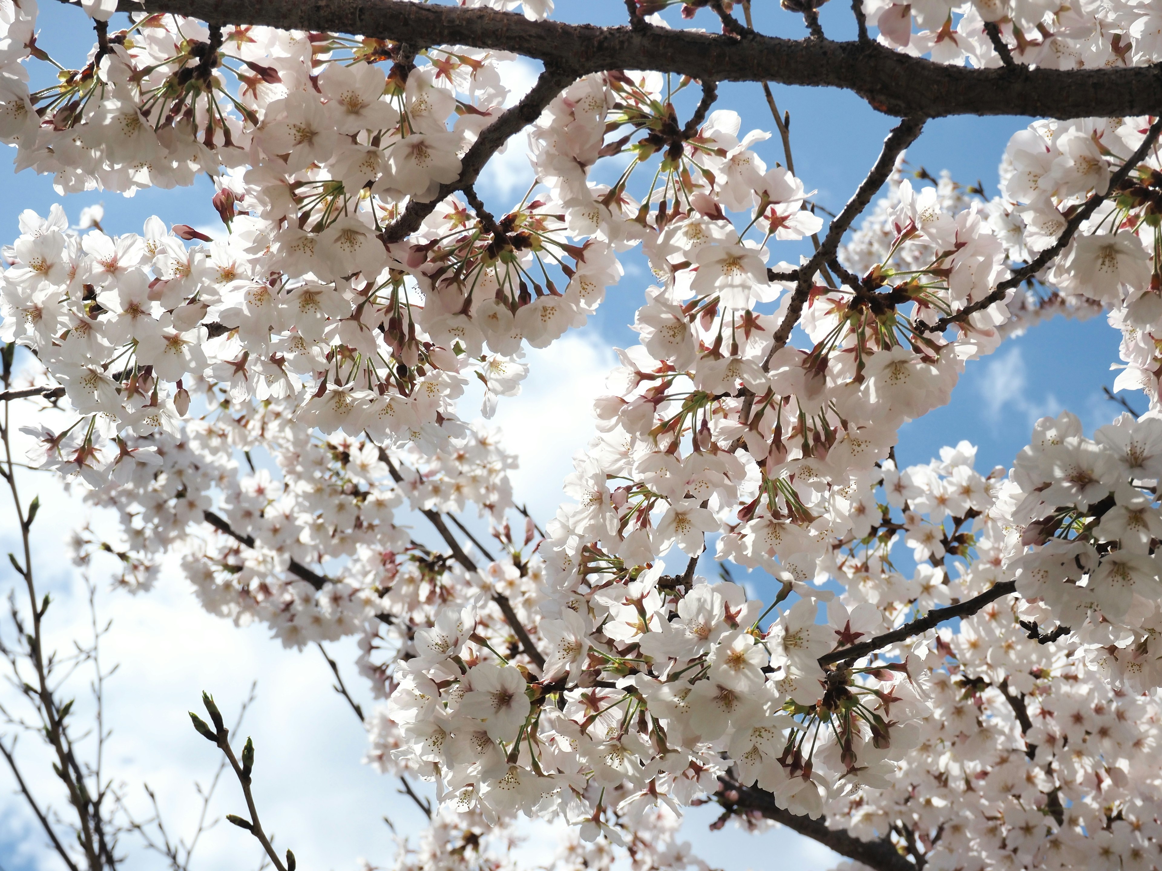 Cherry blossom branches in full bloom against a blue sky