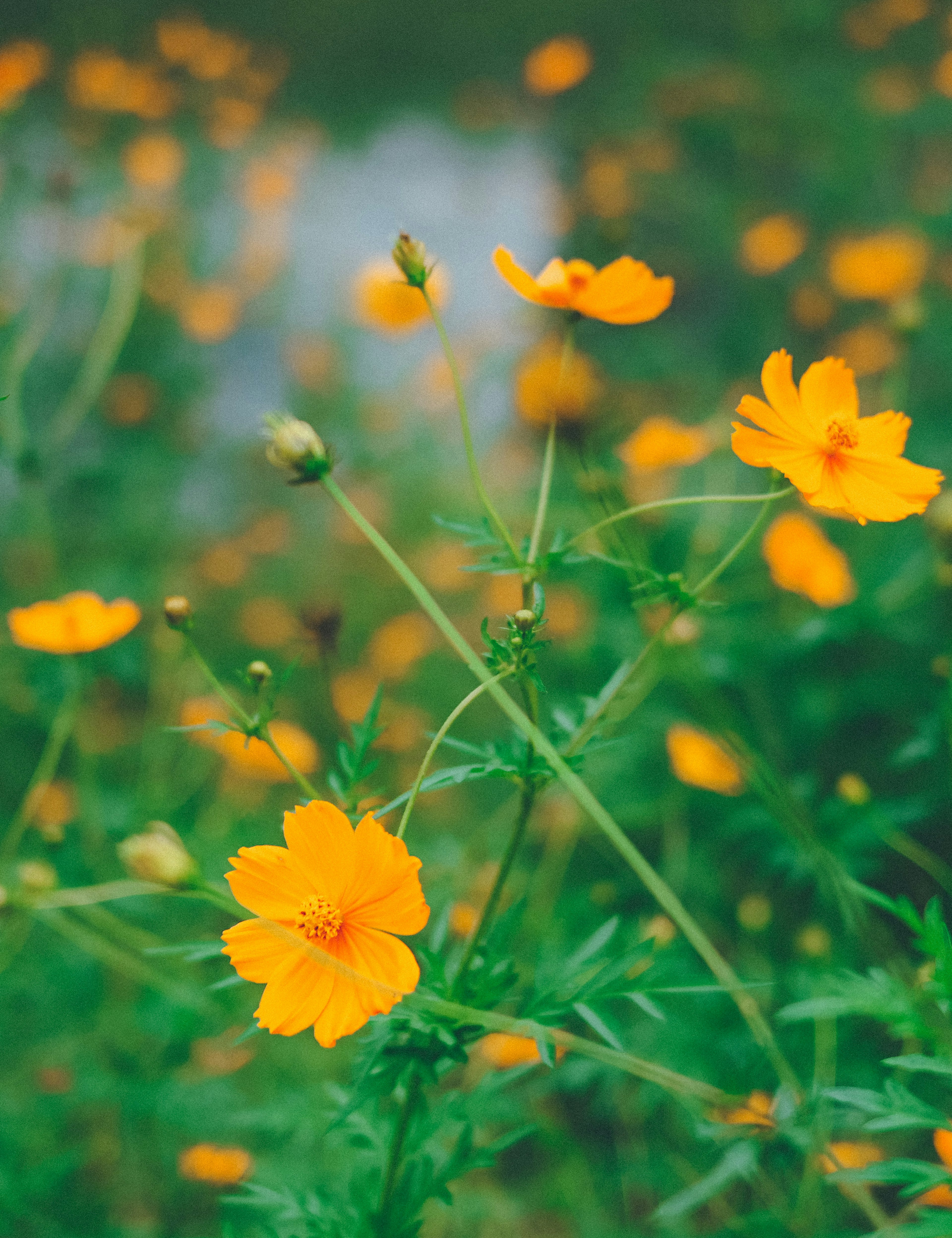 Una escena con flores amarillas floreciendo sobre un fondo verde