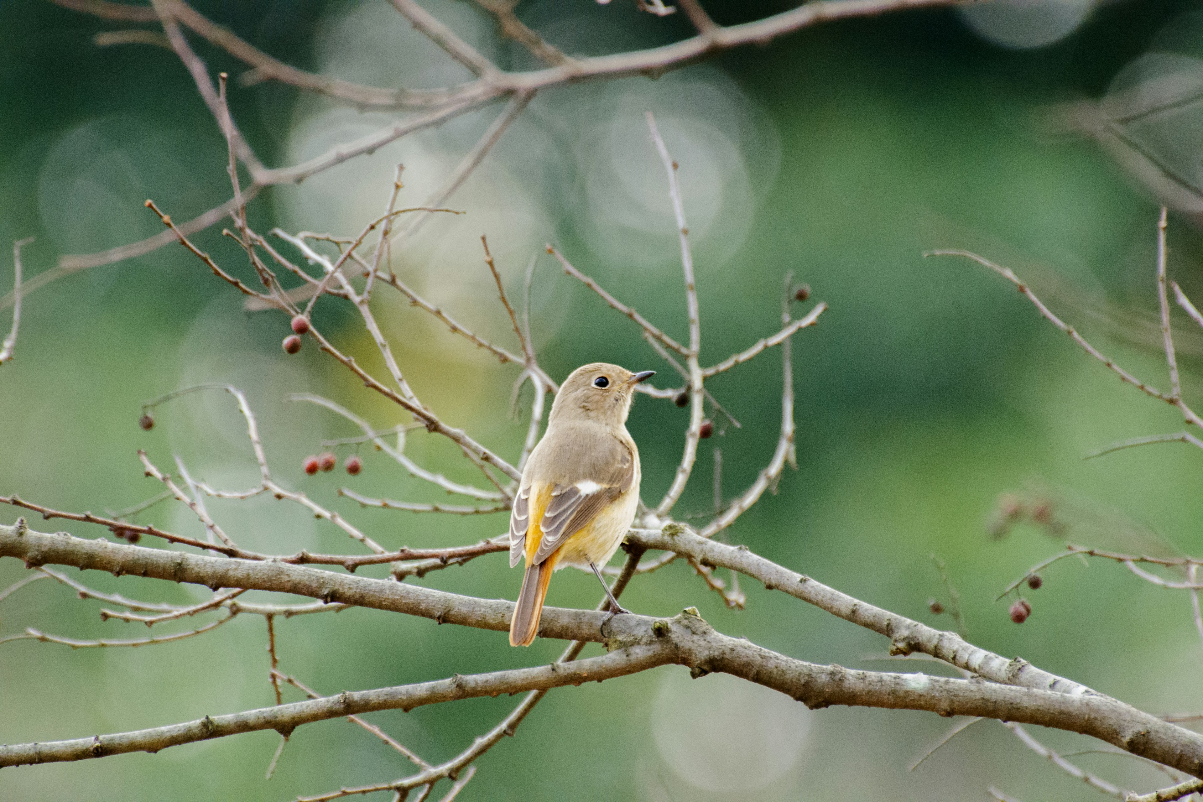 A small bird perched on a twig with a blurred green background