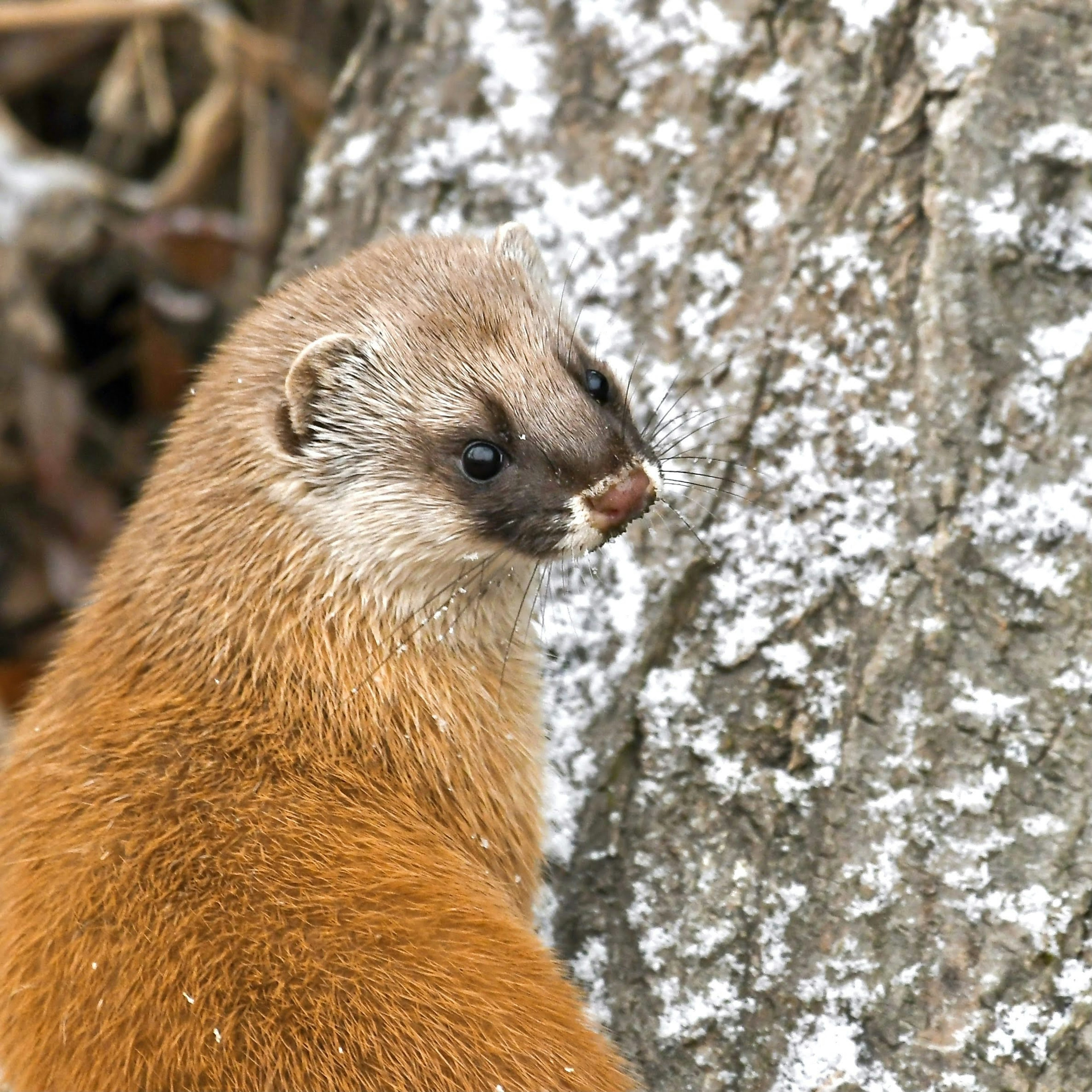 雪覆蓋的樹旁的 mongoose 側面