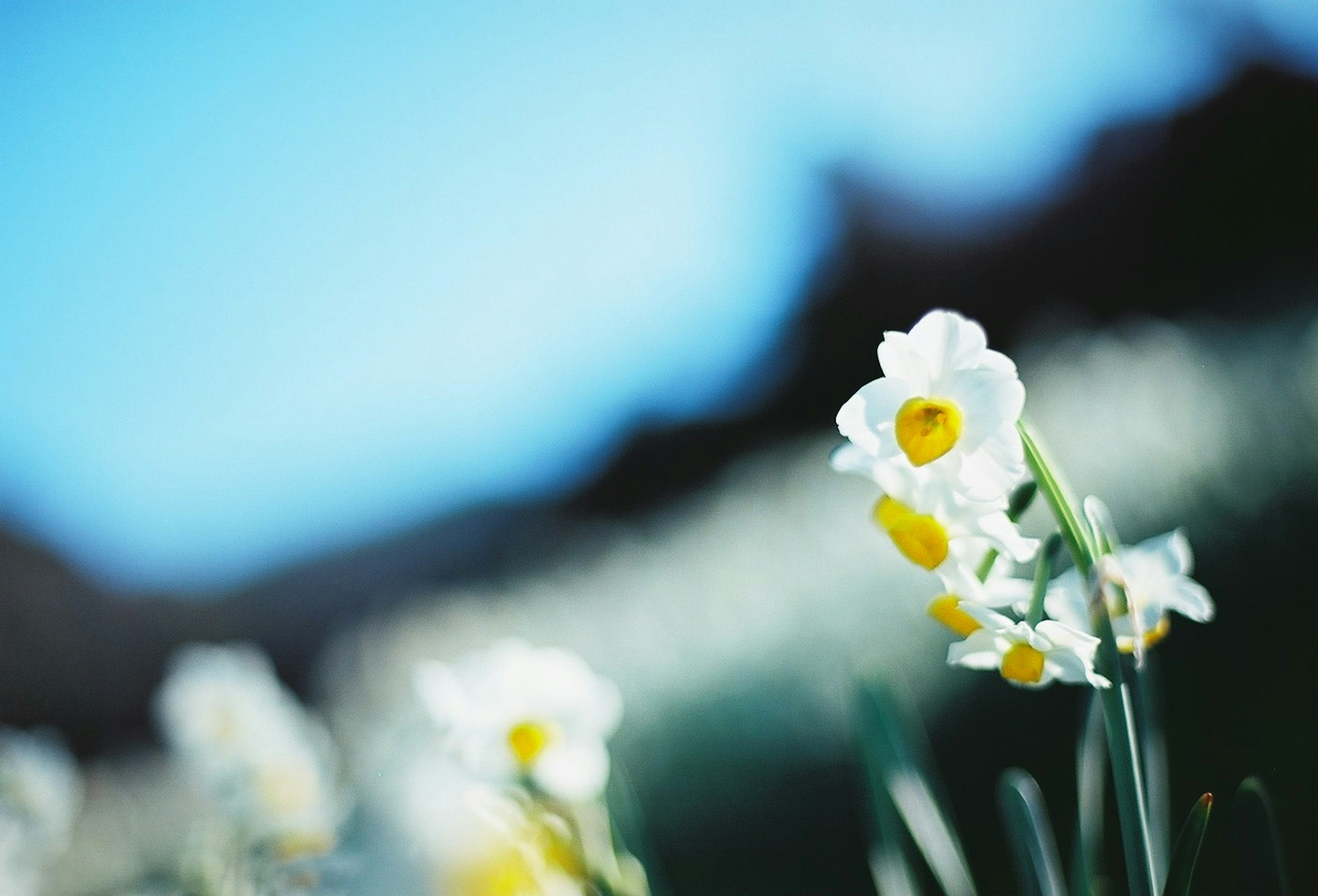 Fiori bianchi con centri gialli che fioriscono sotto un cielo blu