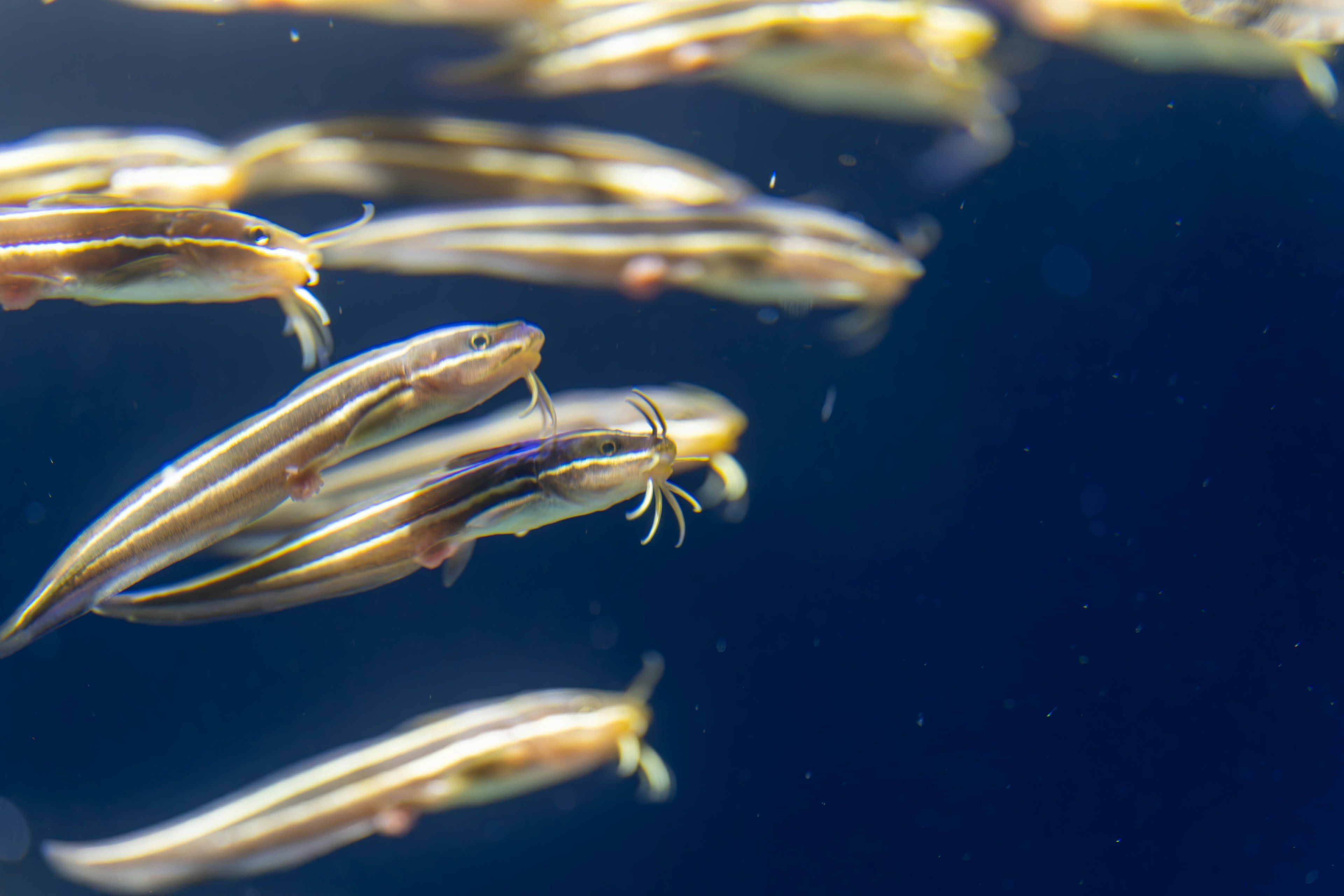 Un banc de poissons fins nageant dans l'eau avec un fond bleu