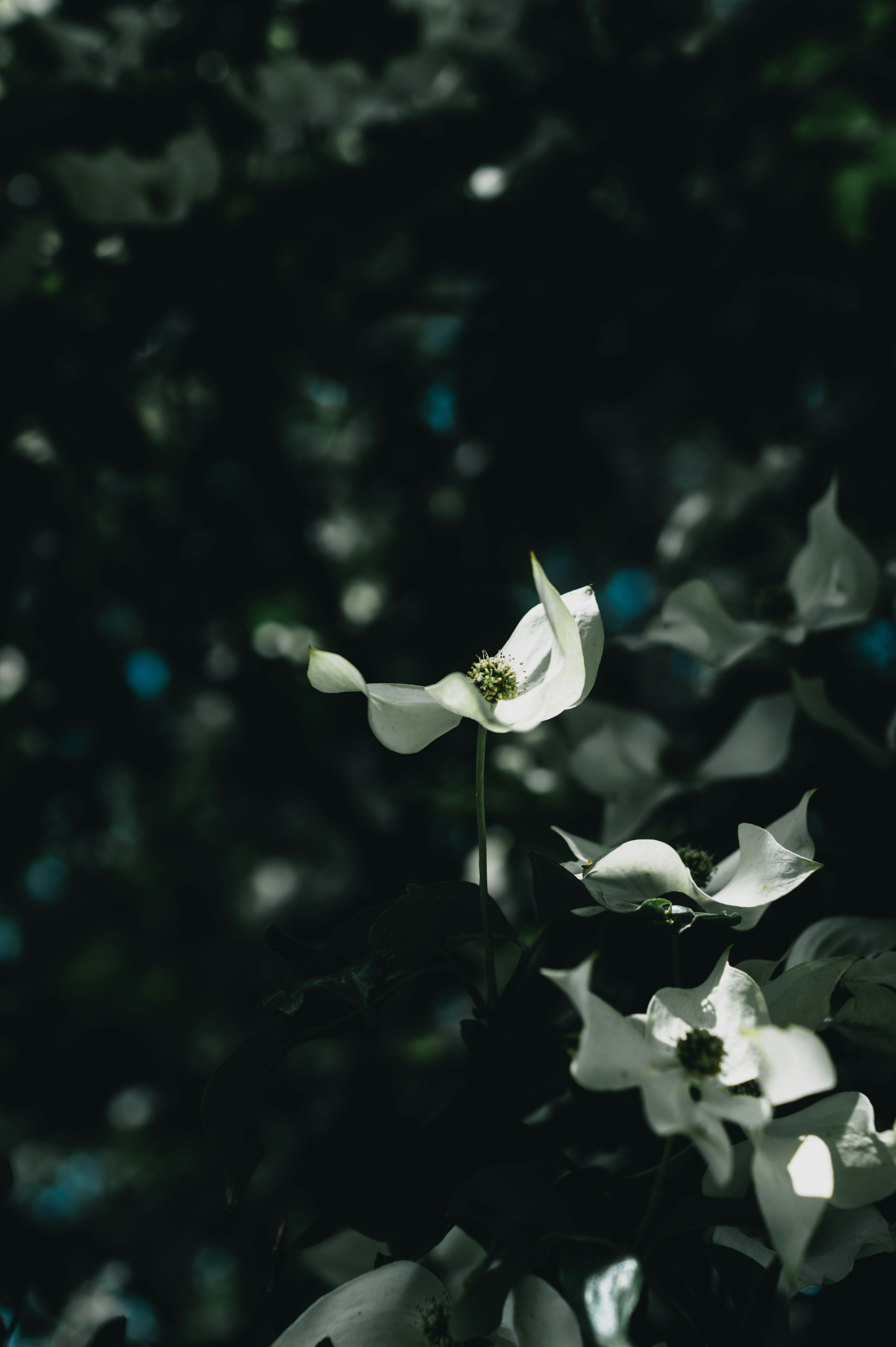 White flower and green leaves against a dark background