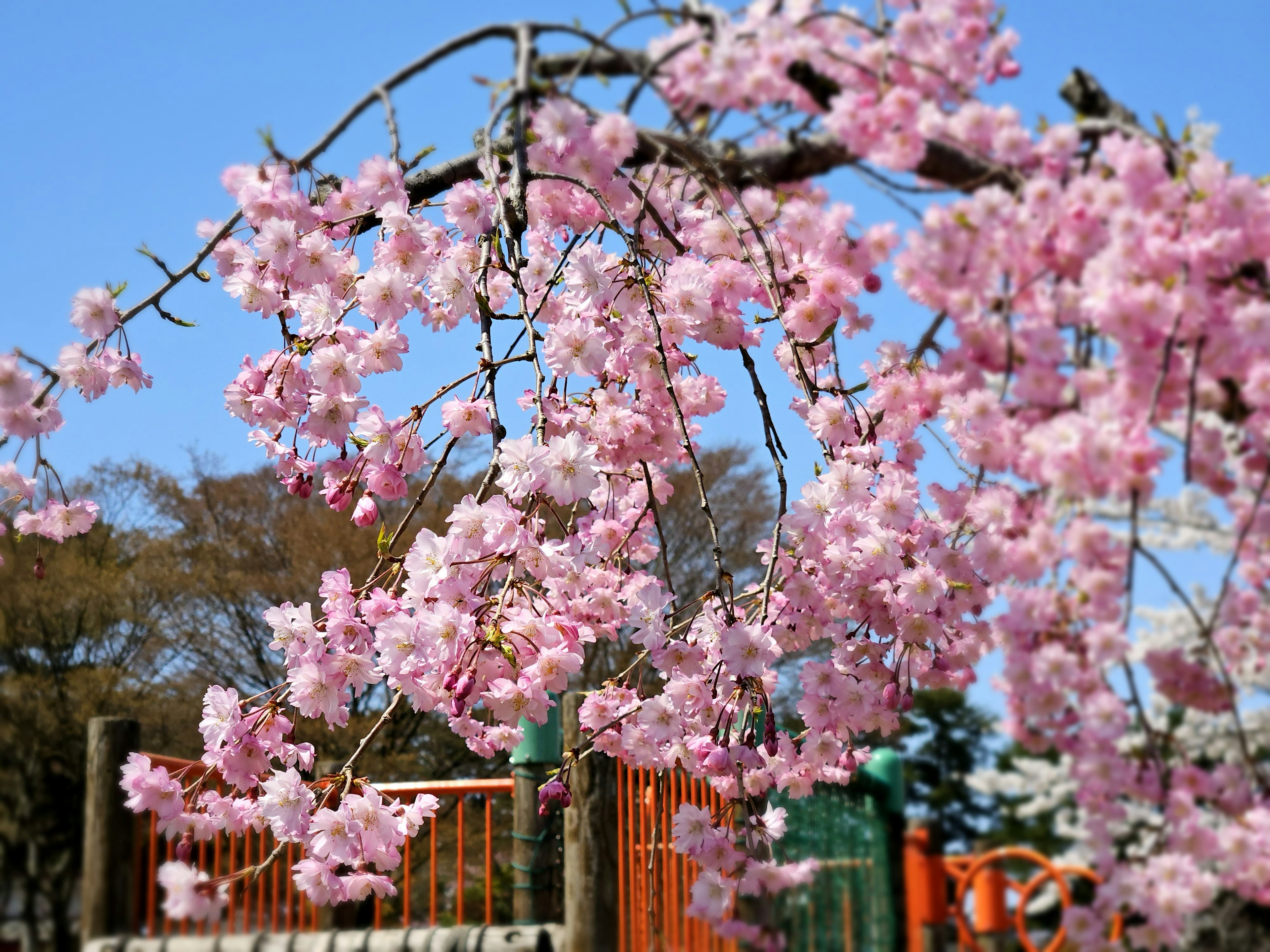 Pemandangan indah bunga sakura yang mekar