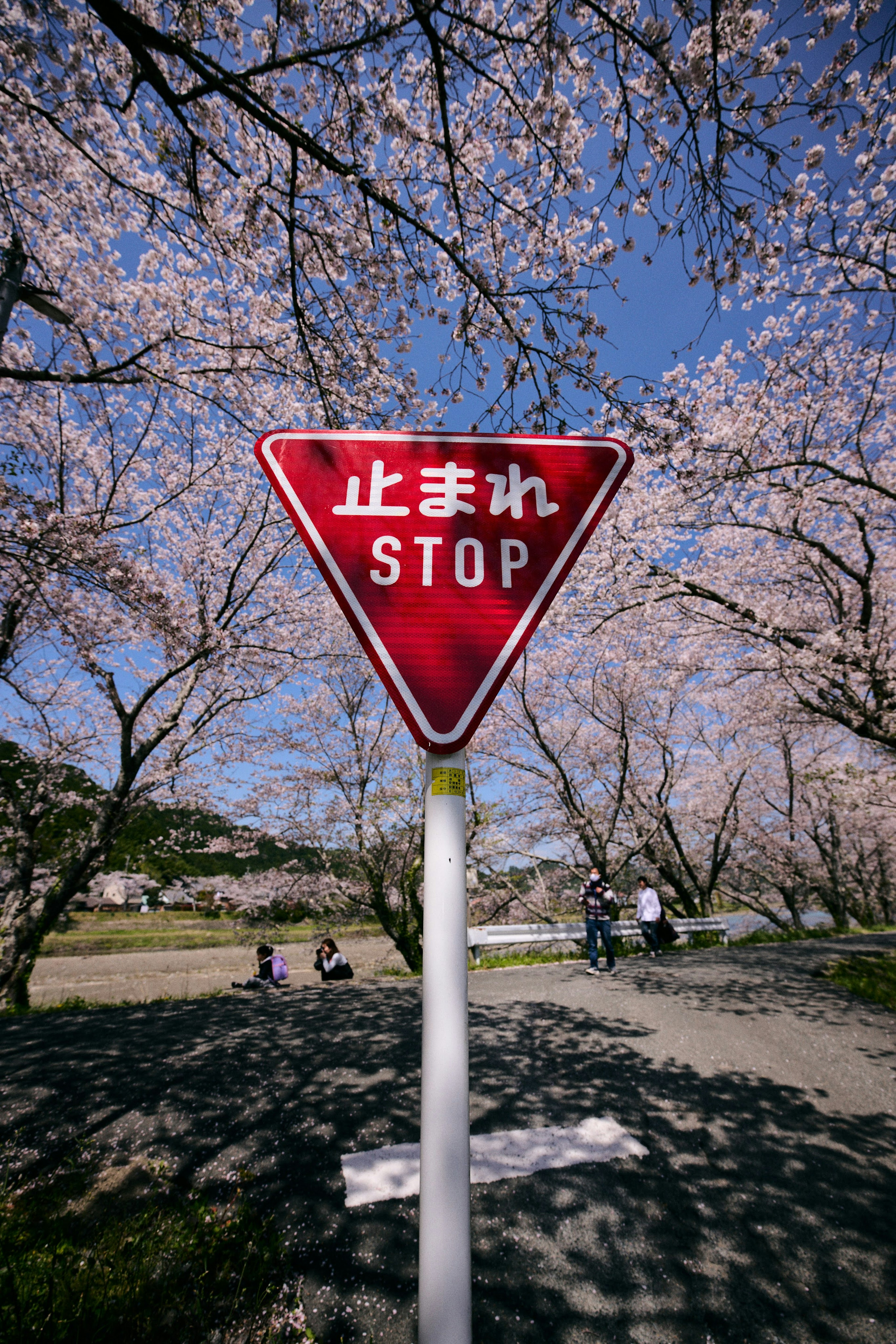 Red stop sign under cherry blossom trees