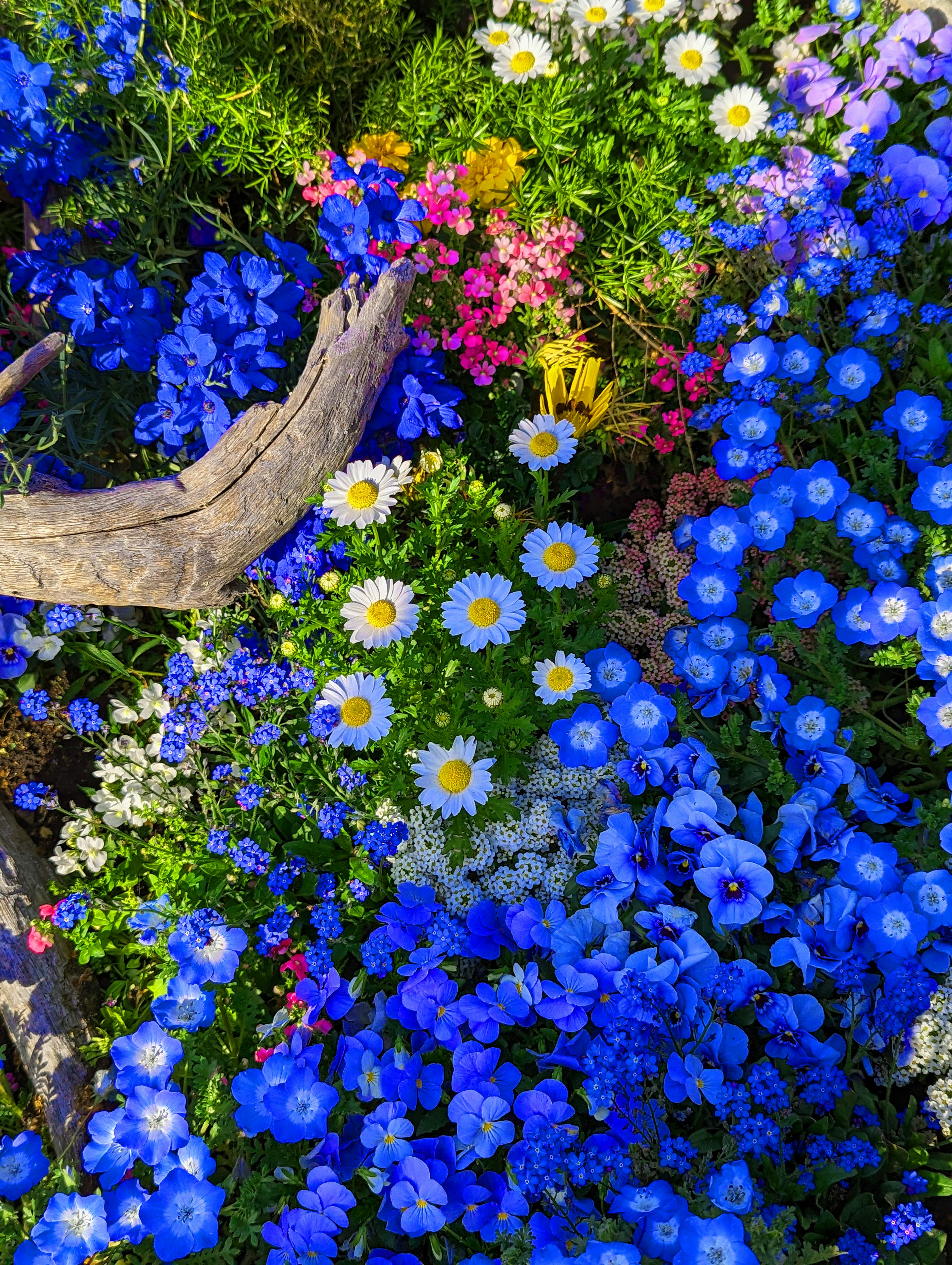 A vibrant display of various flowers in shades of blue and colorful blooms