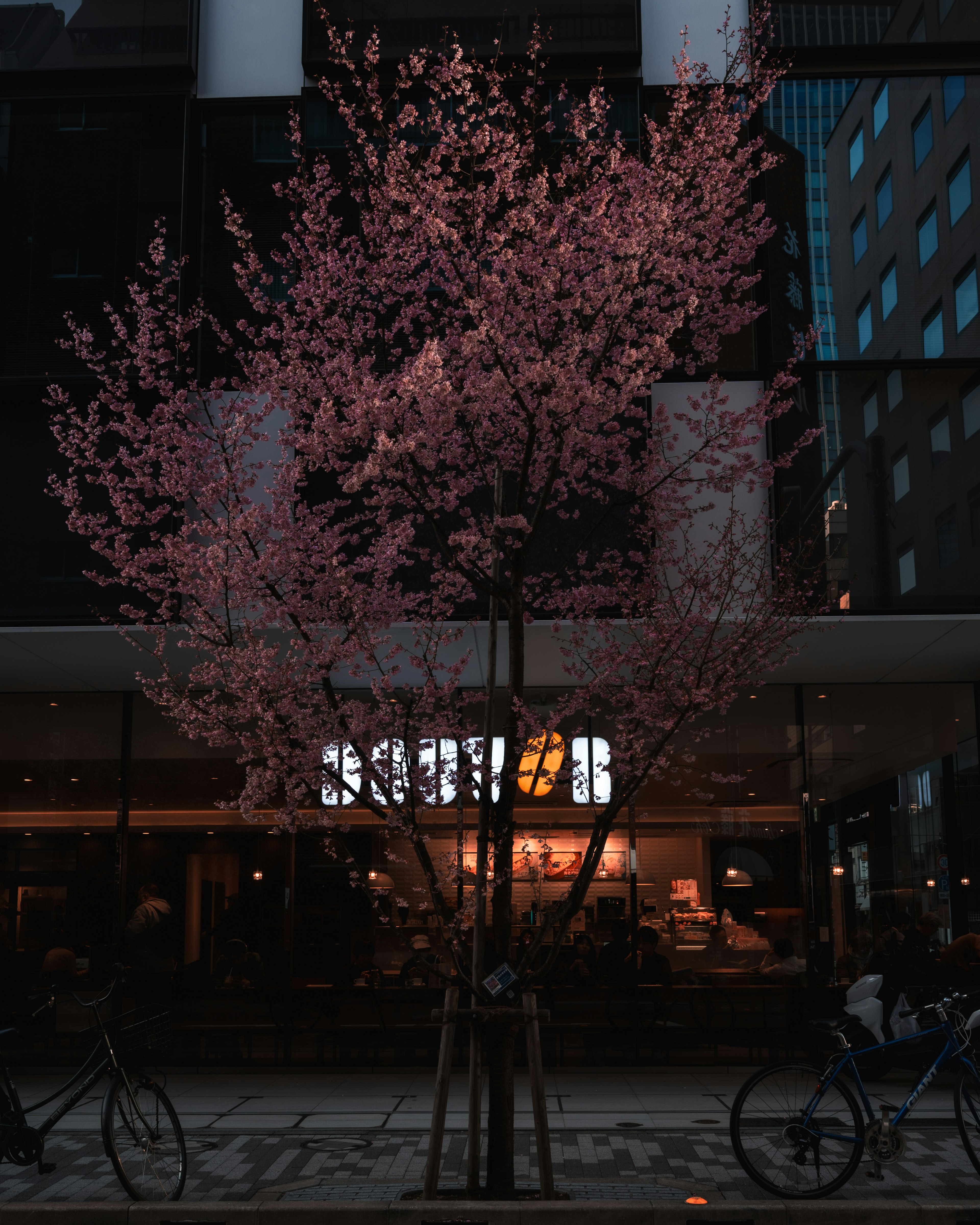 Árbol de cerezo en flor de noche con bicicletas cercanas