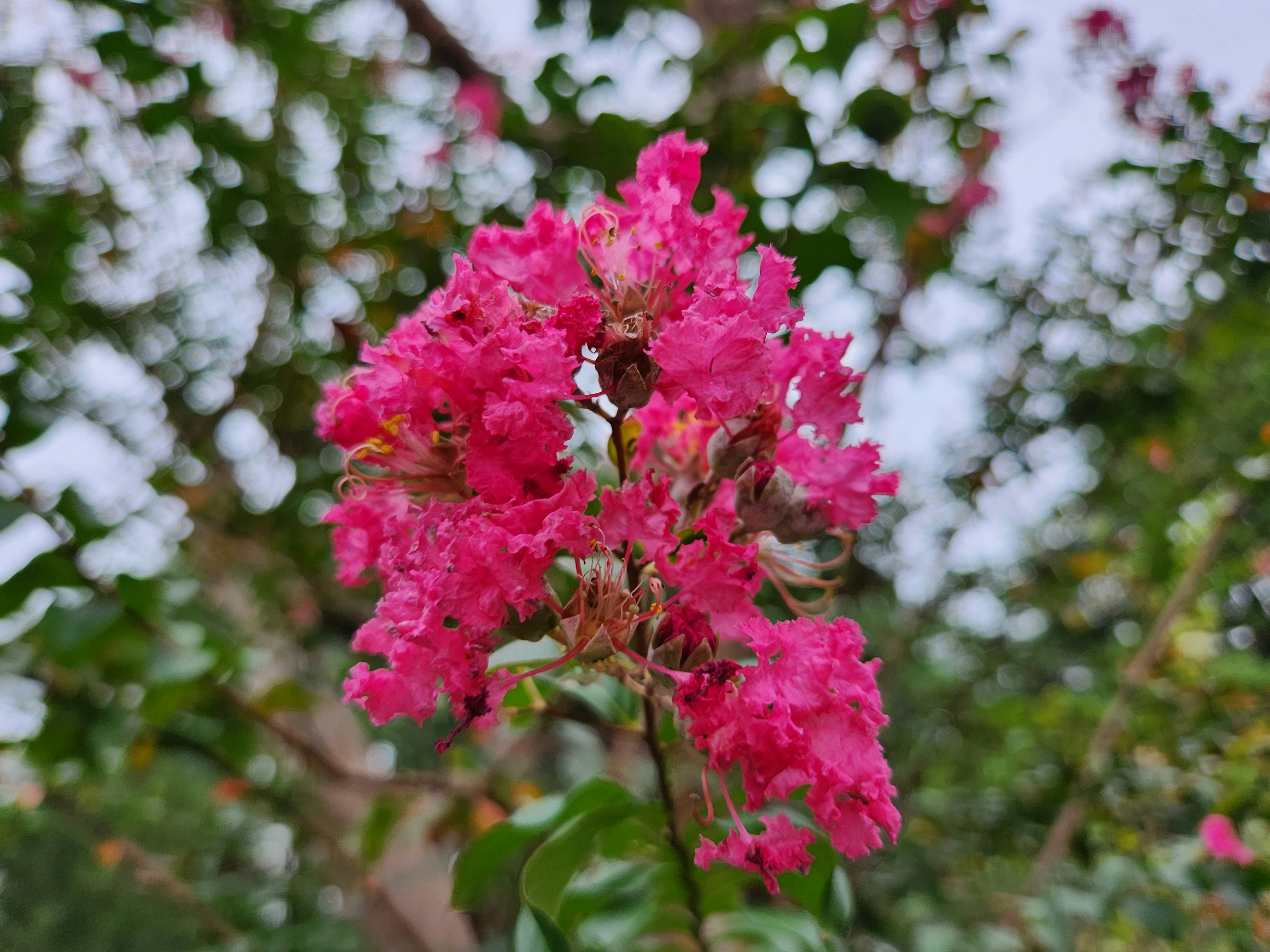 鮮やかなピンクの花が咲いているクレープミュールの枝