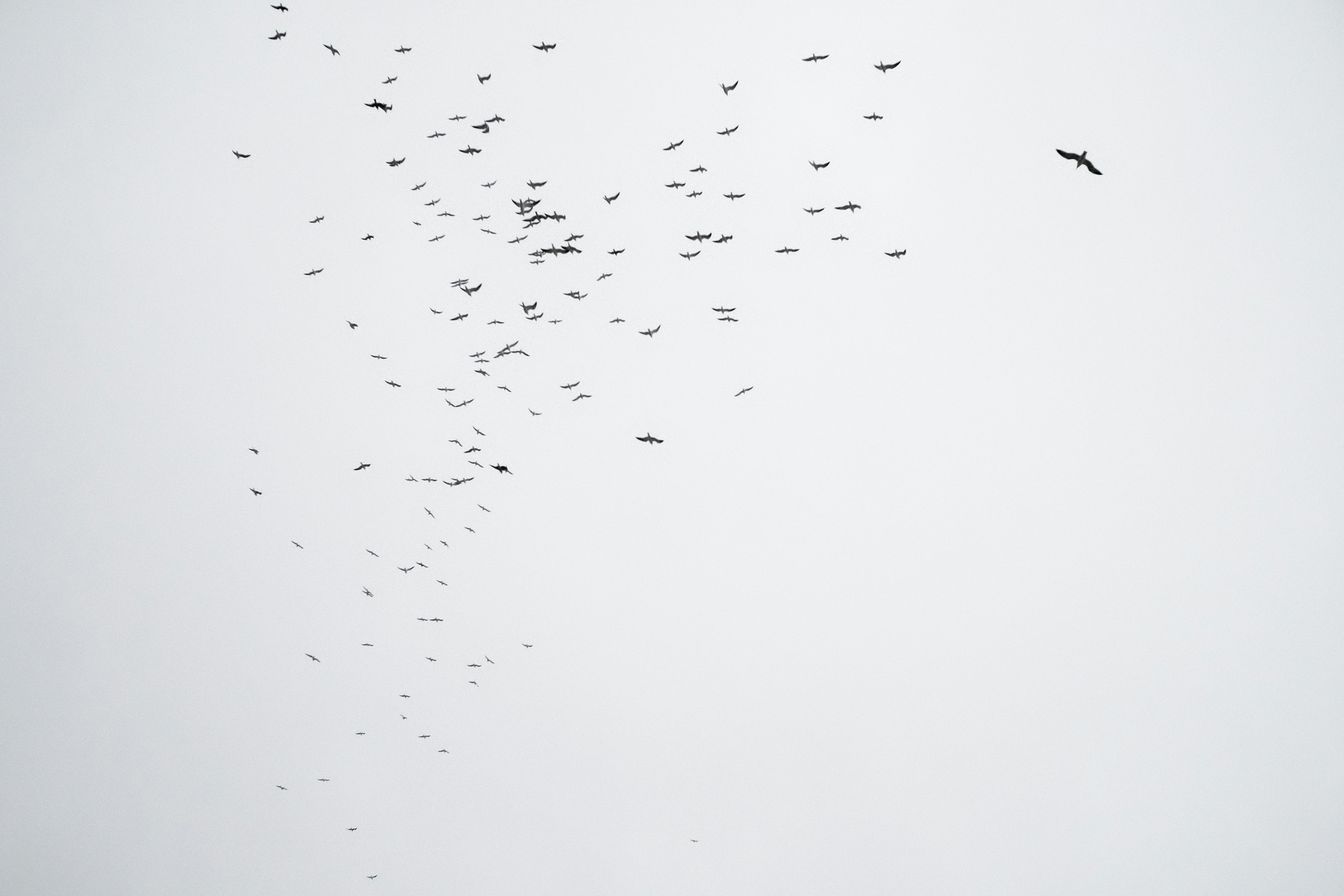 Flock of birds flying against a gray sky