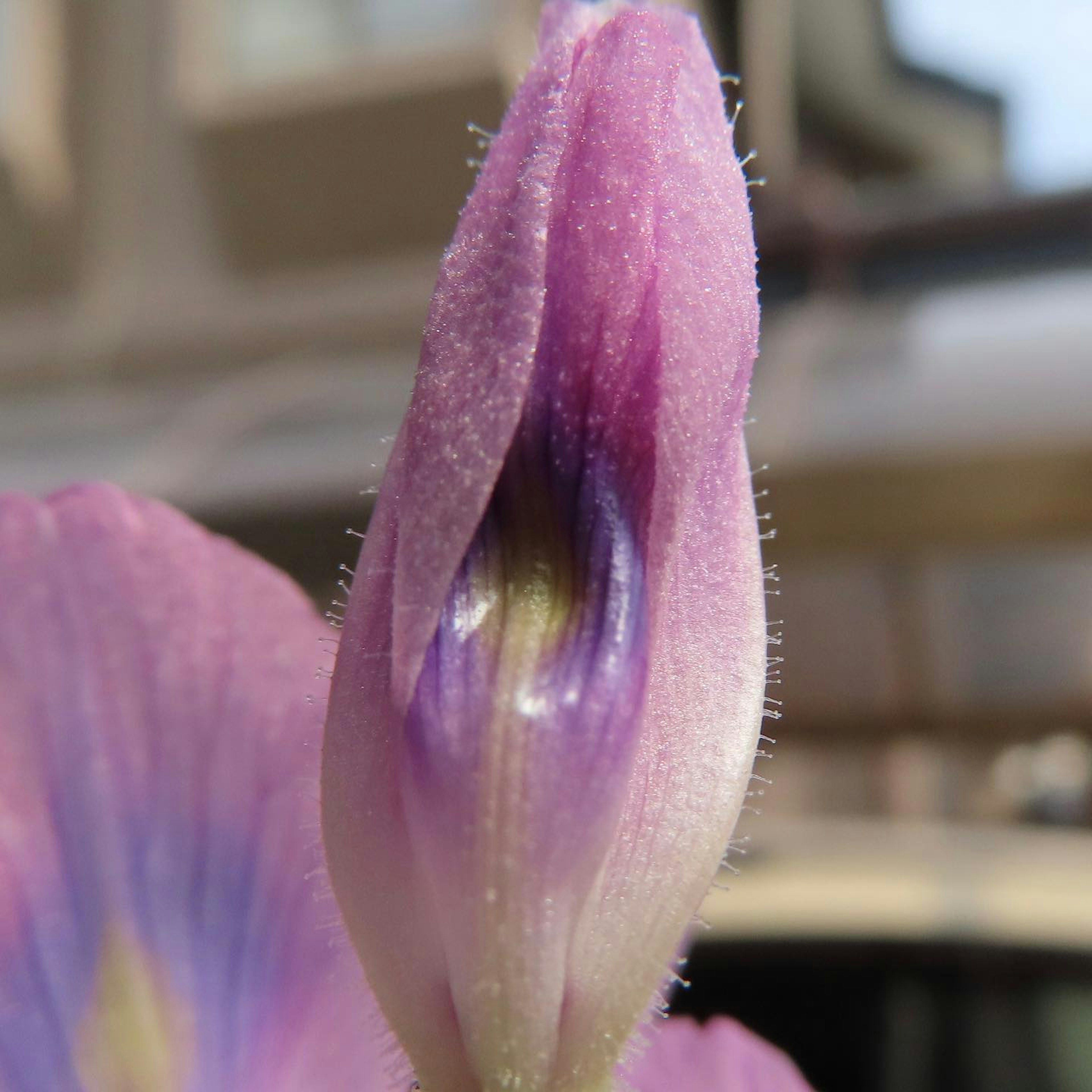 Close-up of a purple flower bud with a blurred building in the background