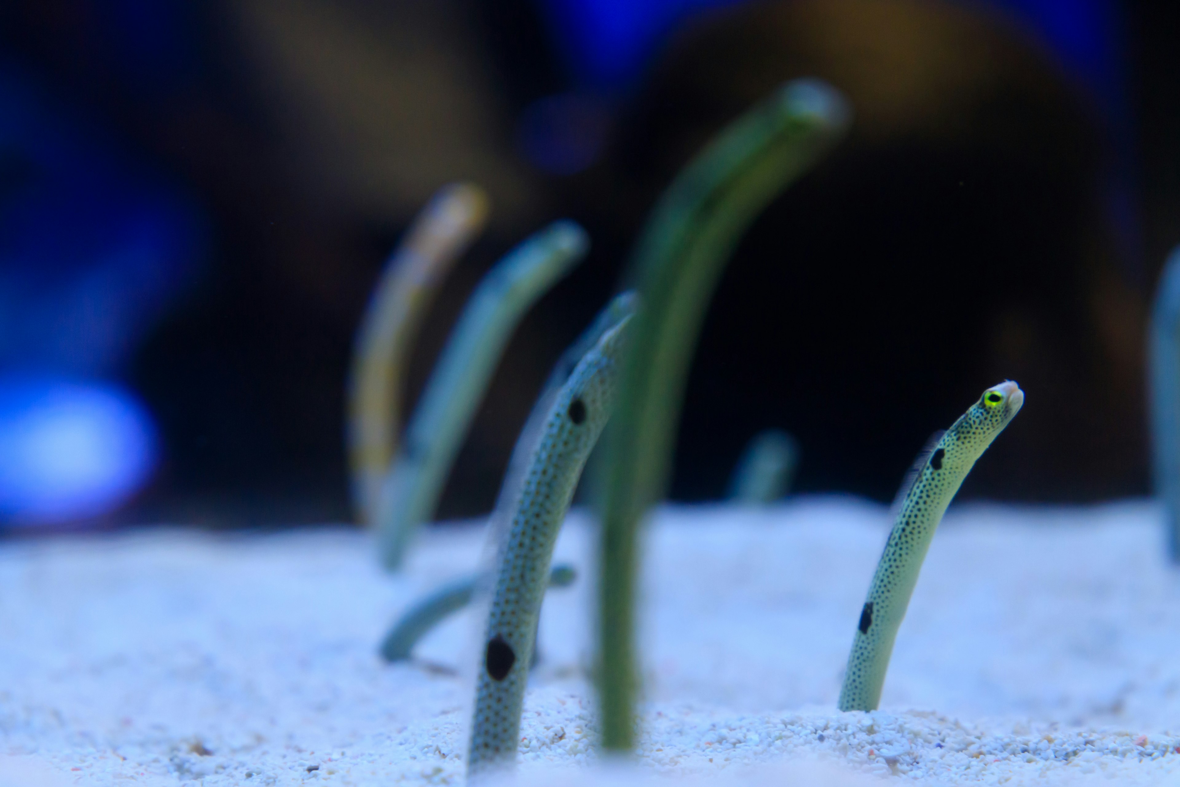 Gruppo di organismi verdi simili a erba che emergono dal fondo sabbioso dell'oceano