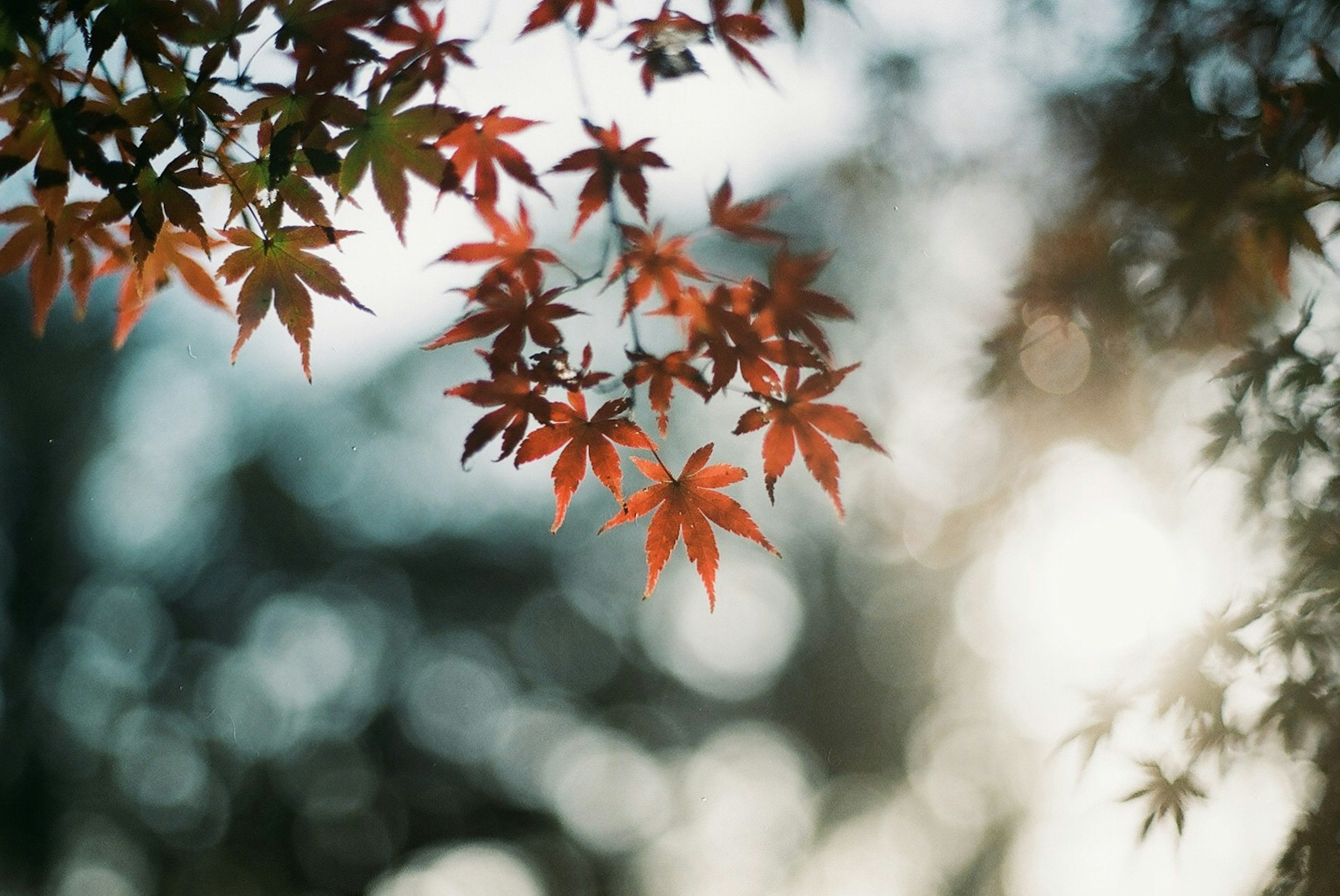 赤い葉が夕日の中で輝く日本のもみじの枝