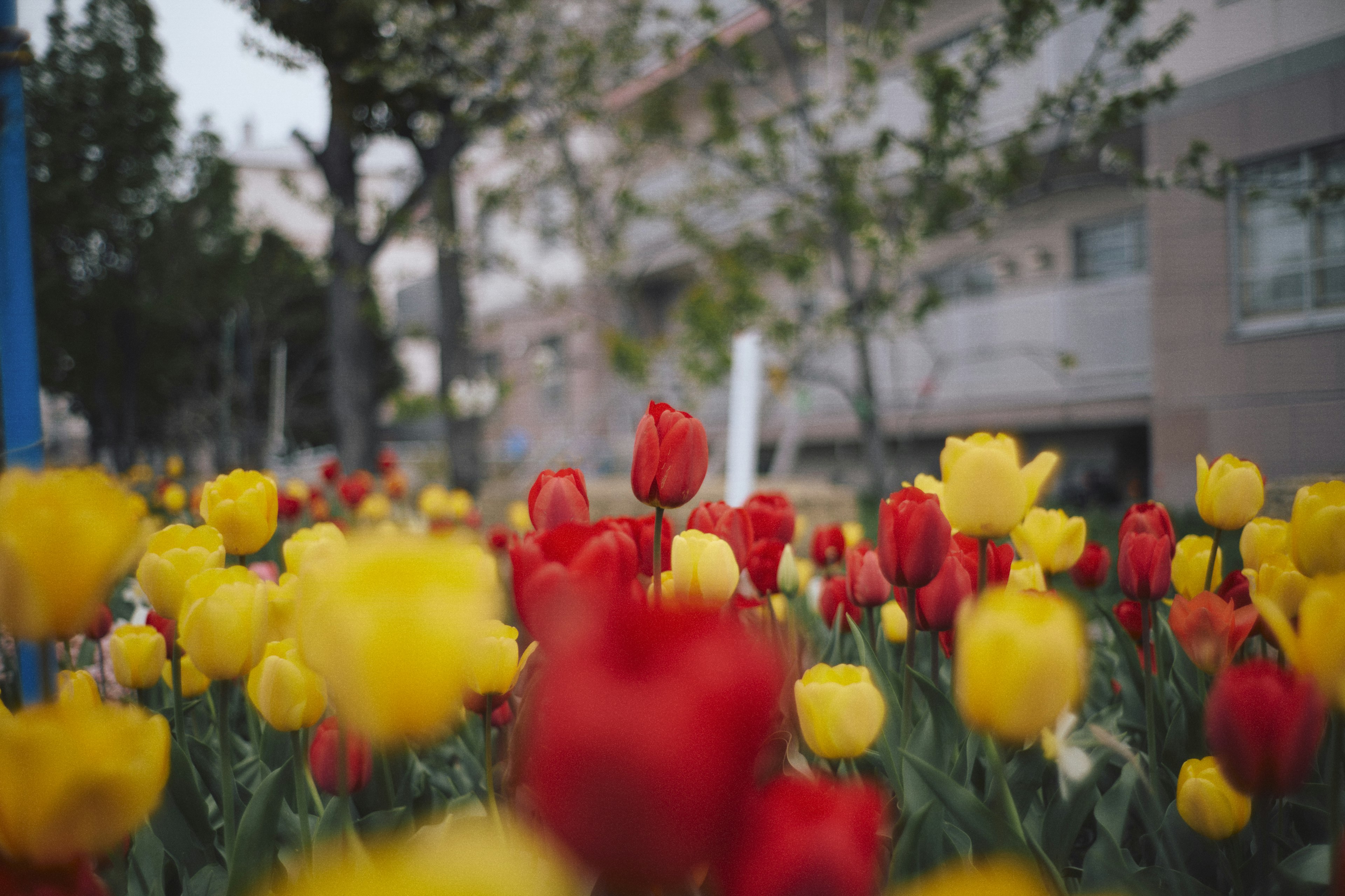 Bunte Tulpen blühen in einem Park