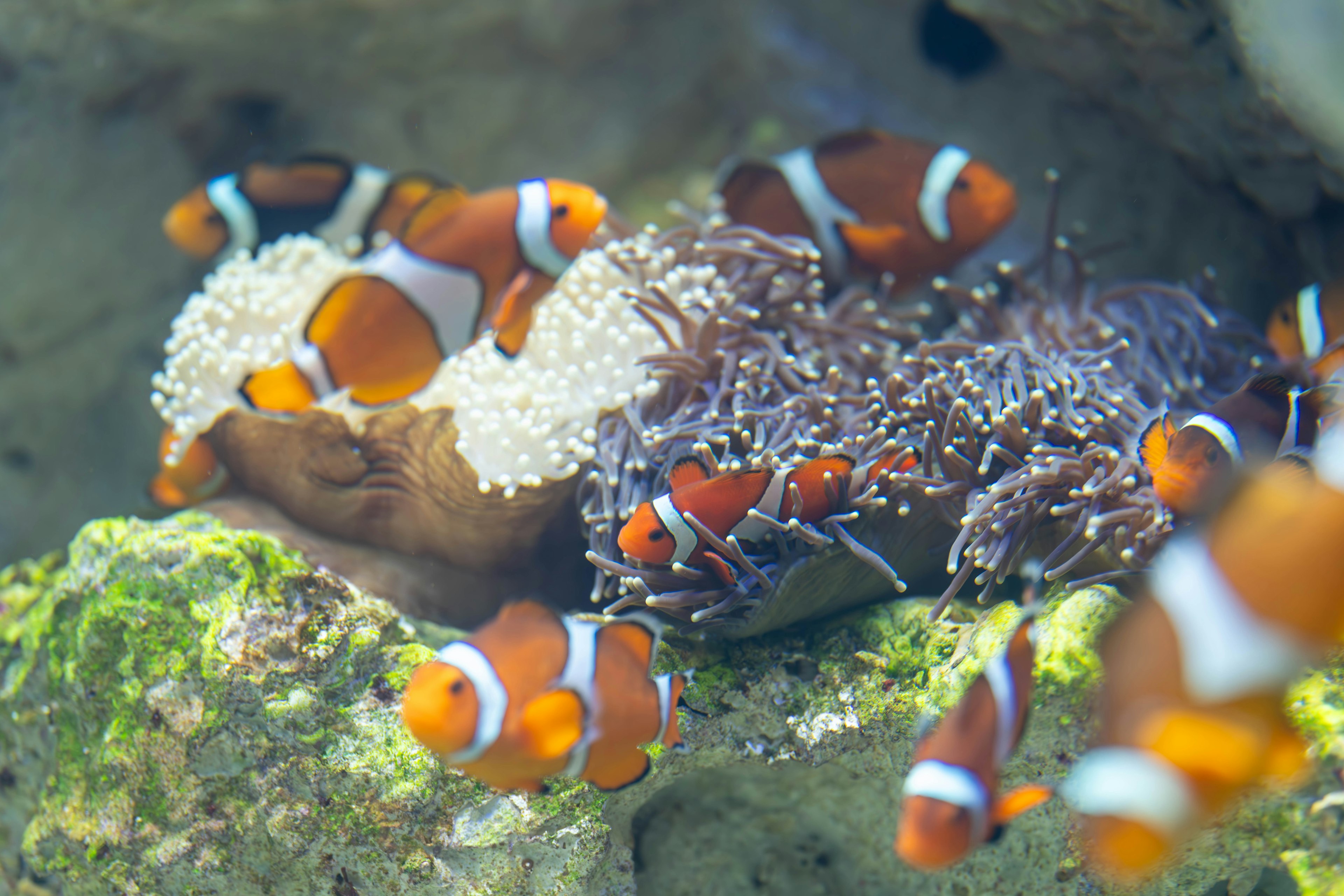 Pesci pagliaccio che nuotano intorno a un'anemone con uova in una scena subacquea vibrante