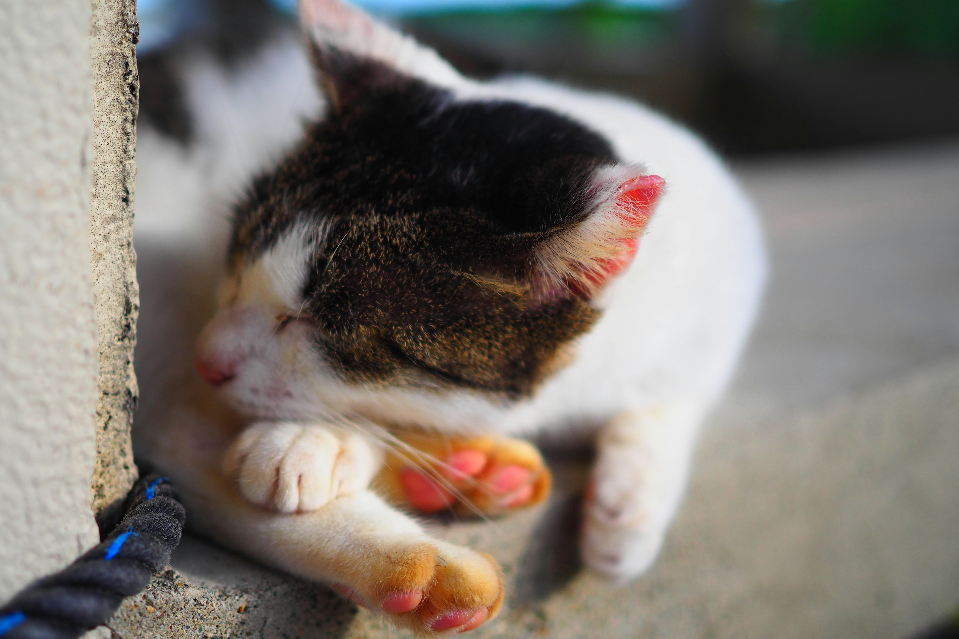 Eine schlafende Katze mit weißem und schwarzem Fell