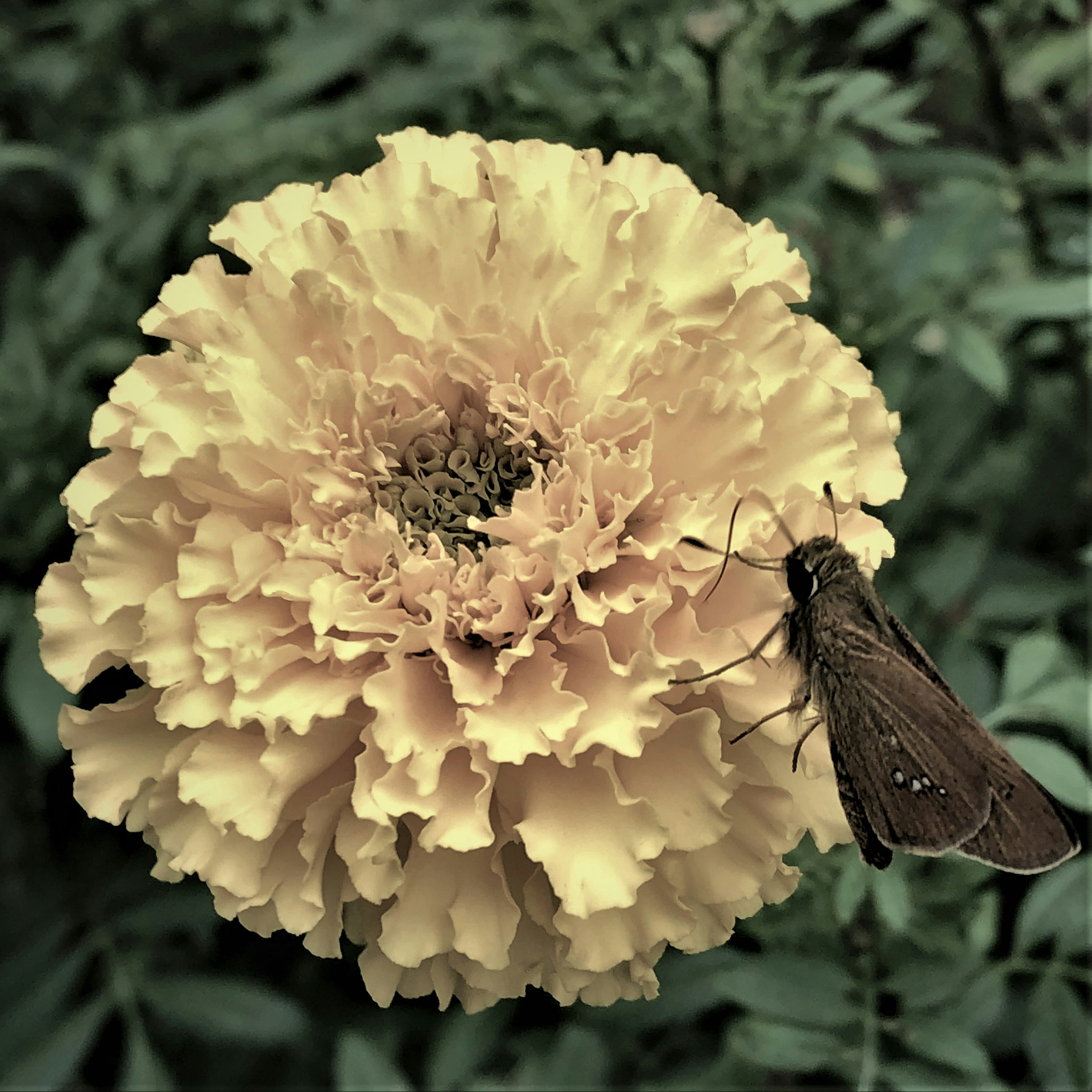 Bunga marigold kuning muda dengan serangga yang hinggap di atasnya