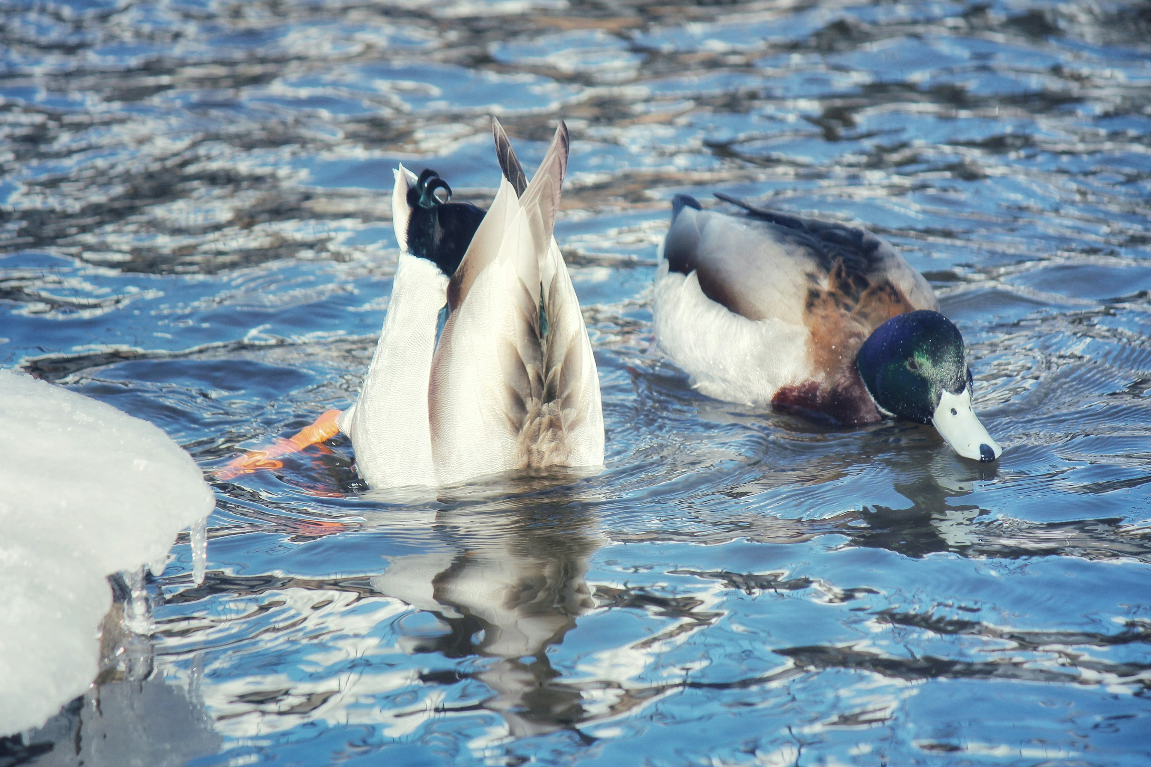 Deux canards nageant dans l'eau l'un plongeant à l'envers