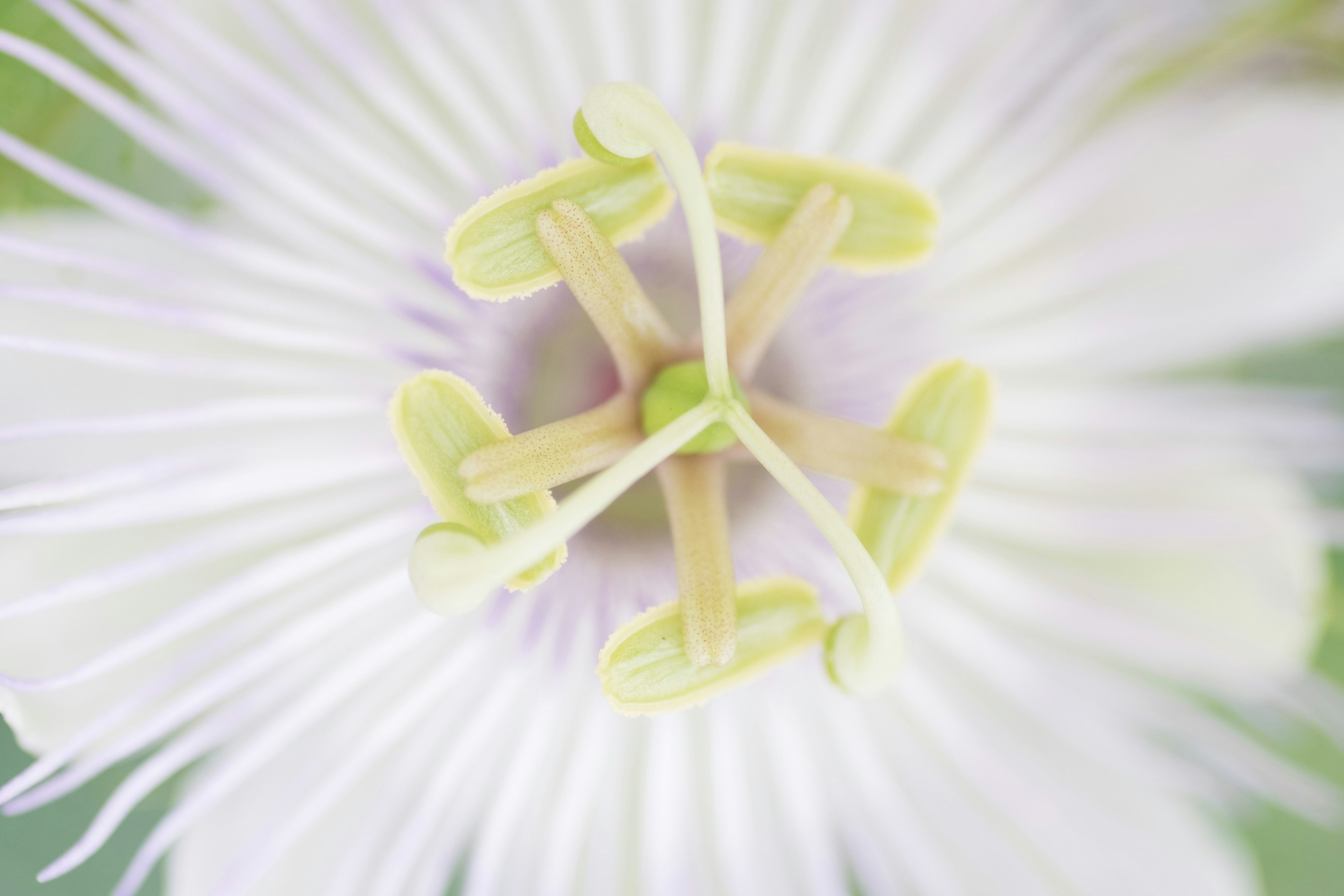 Close-up of the center of a white flower featuring prominent green structures