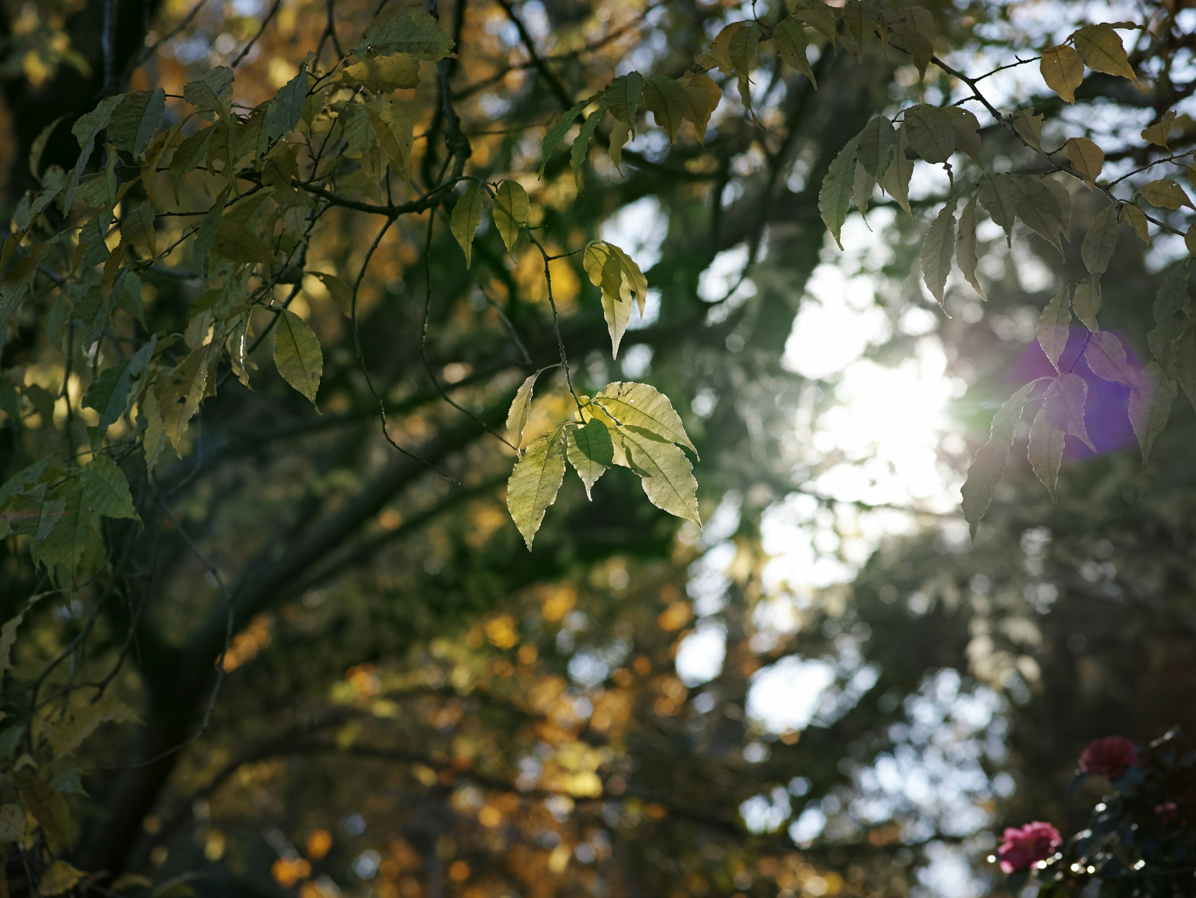 Baumzweige mit herbstlichen Blättern, die vom Sonnenlicht beleuchtet werden