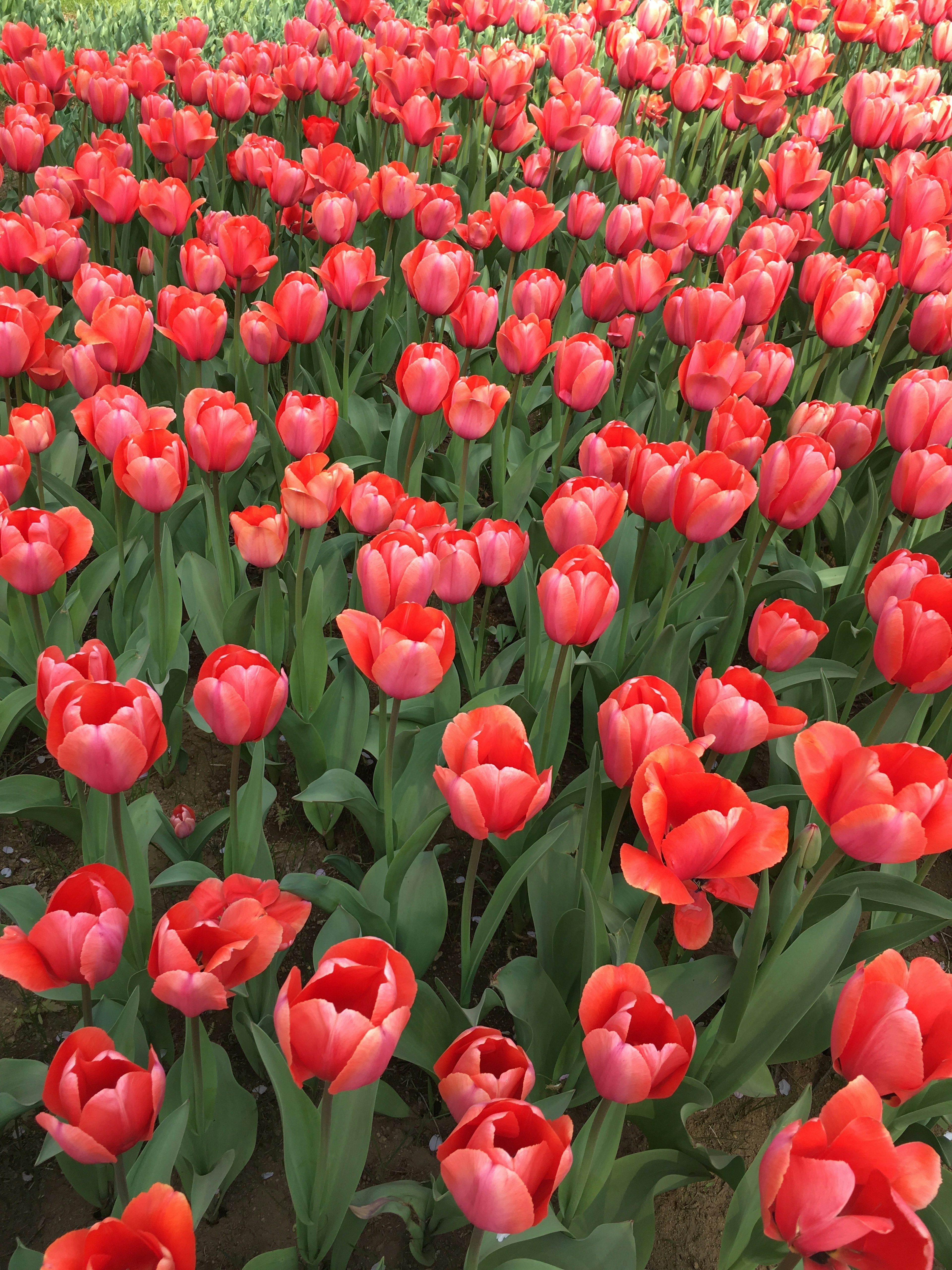 Field of vibrant red tulips in full bloom