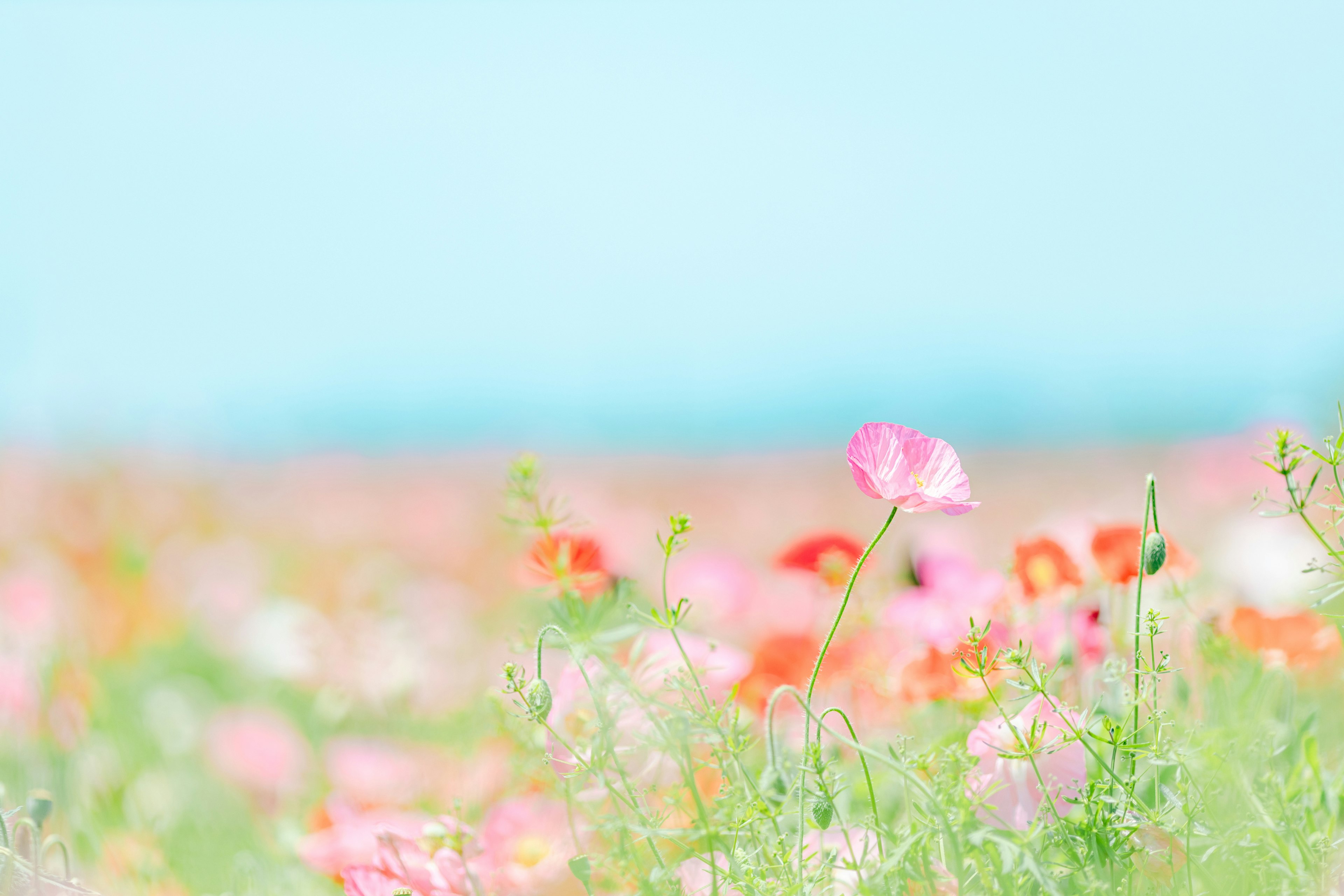 色とりどりの花が咲く風景と青空