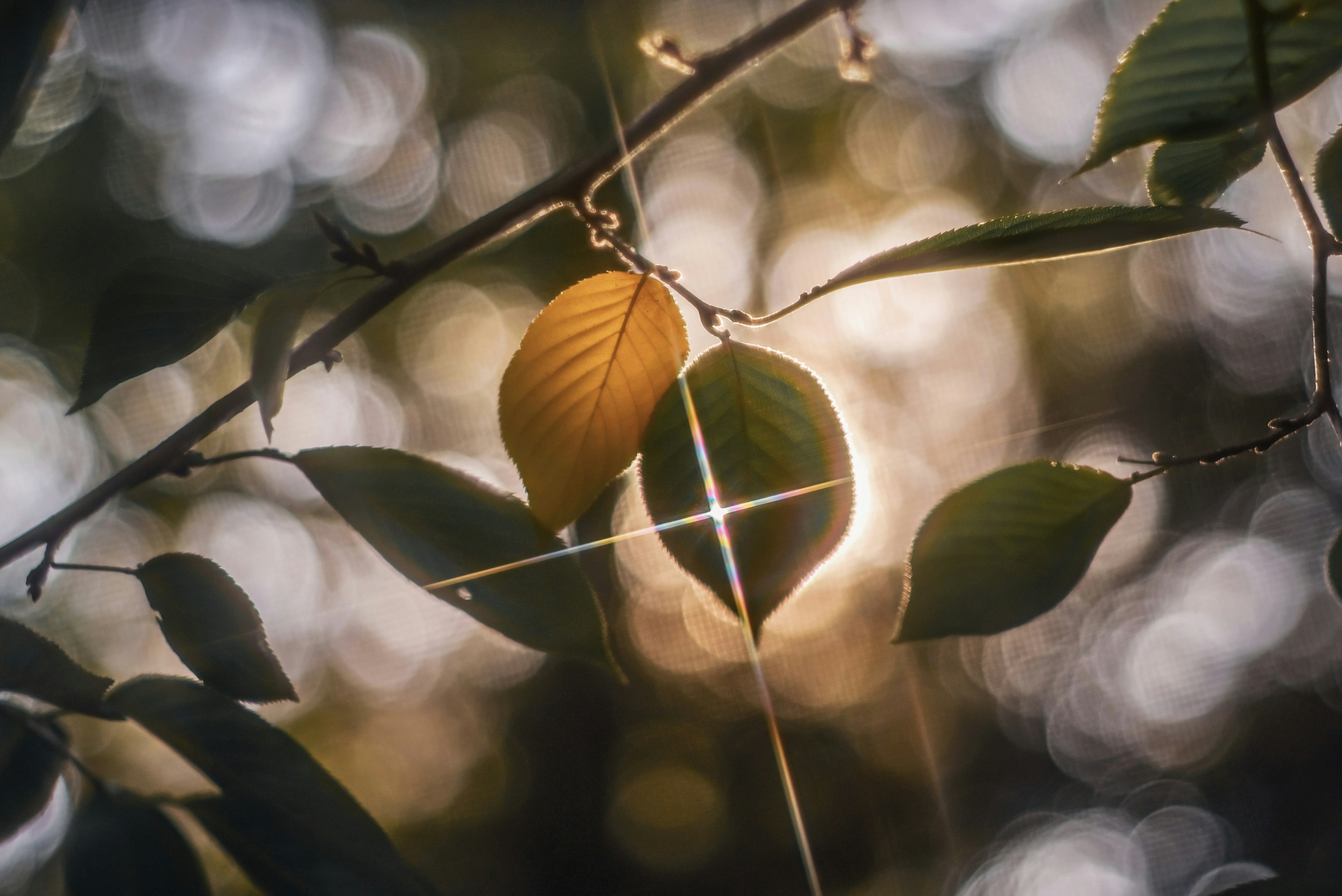 Feuilles vertes et dorées illuminées par la lumière du soleil sur une branche d'arbre