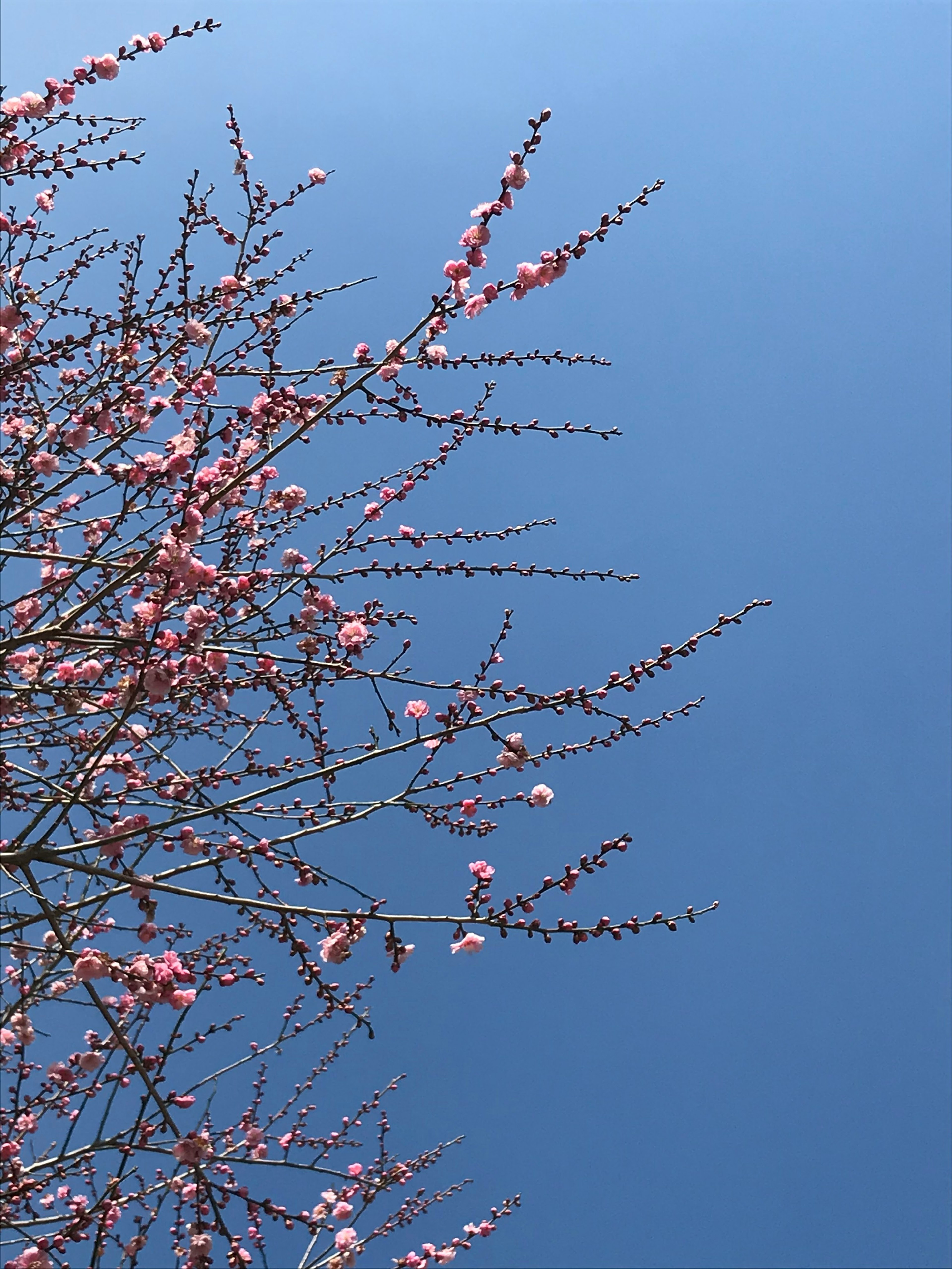 青空に咲く桃の花の枝