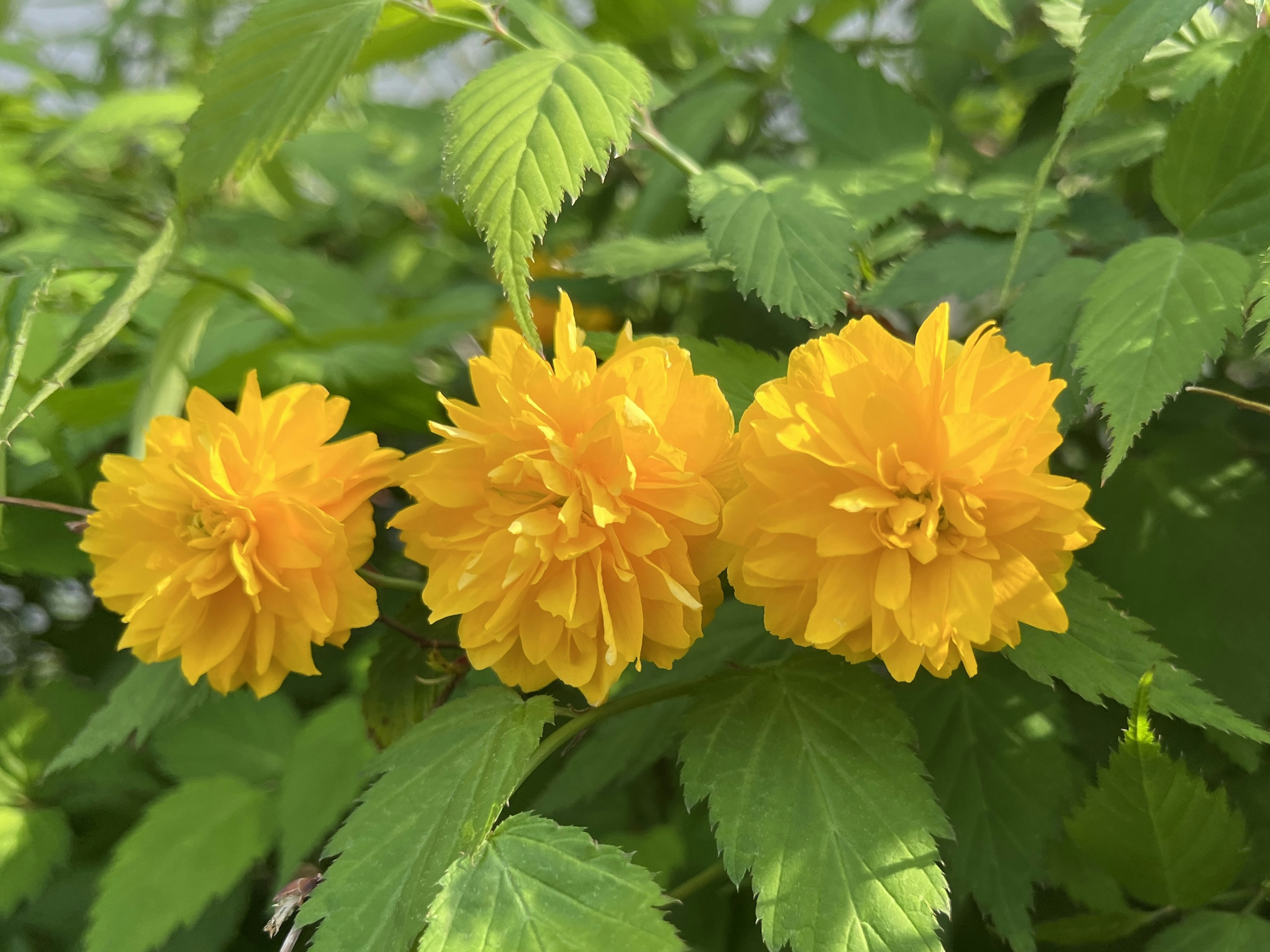 Drei leuchtend gelbe Blumen umgeben von grünen Blättern