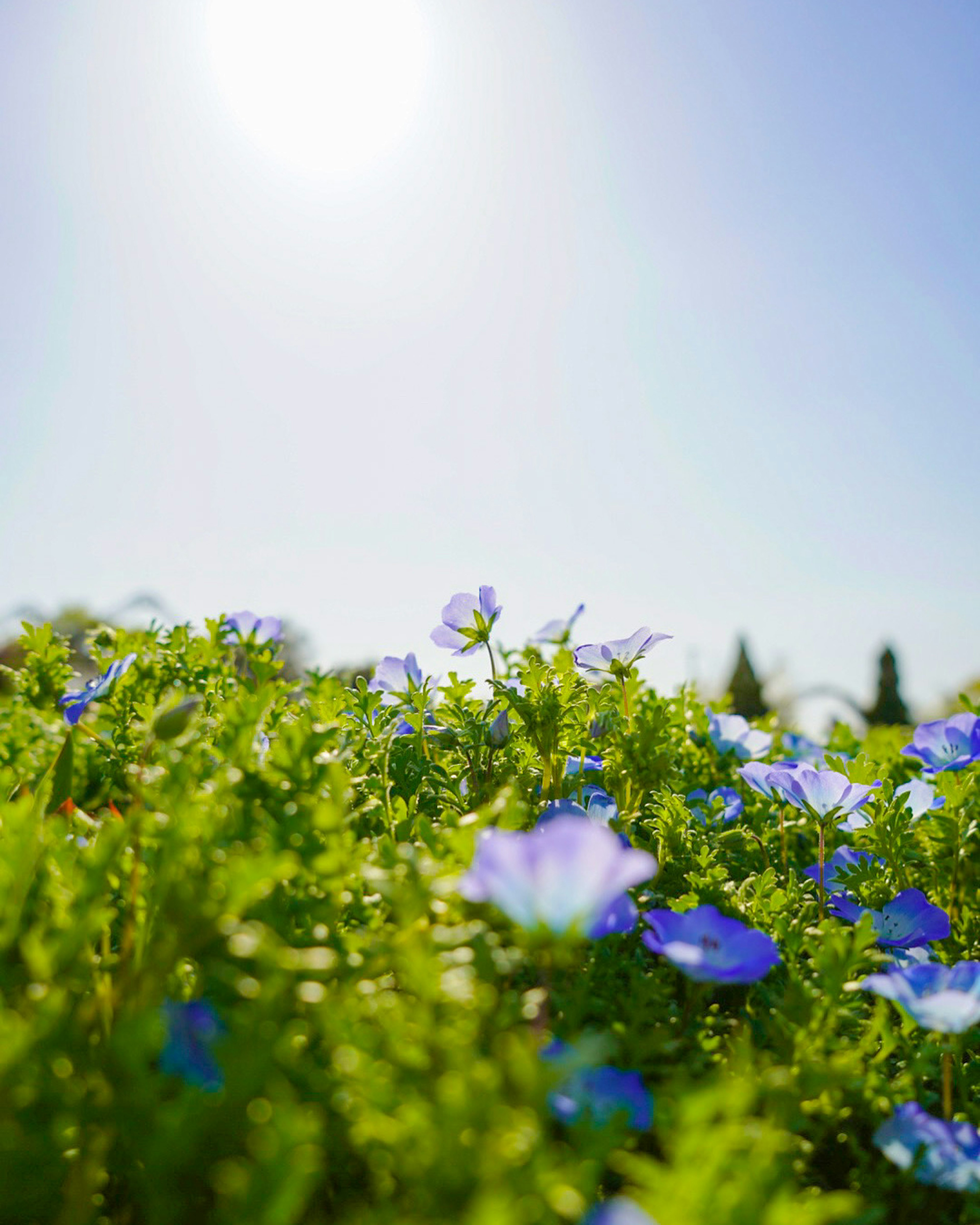 Lebendige blaue Blumen auf einem grünen Feld unter einem hellen Himmel