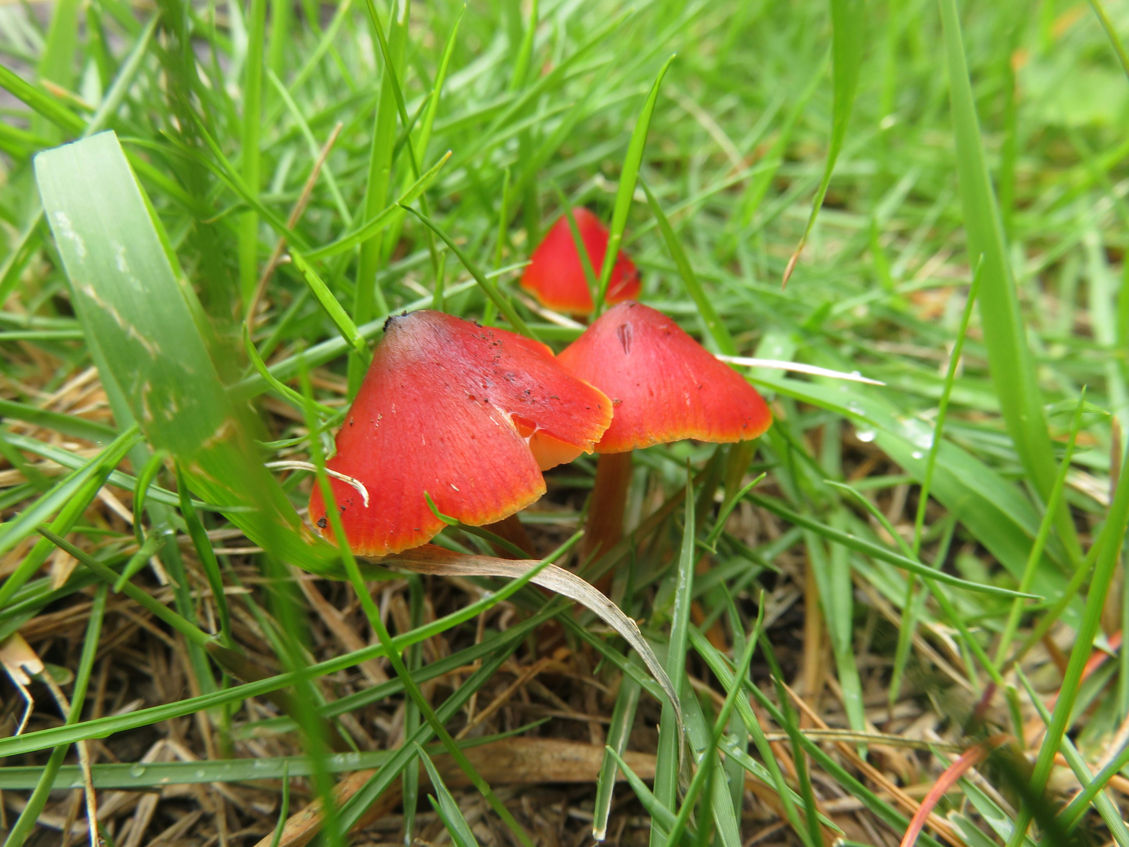 赤い傘の形をしたキノコが緑の草の中に群生している