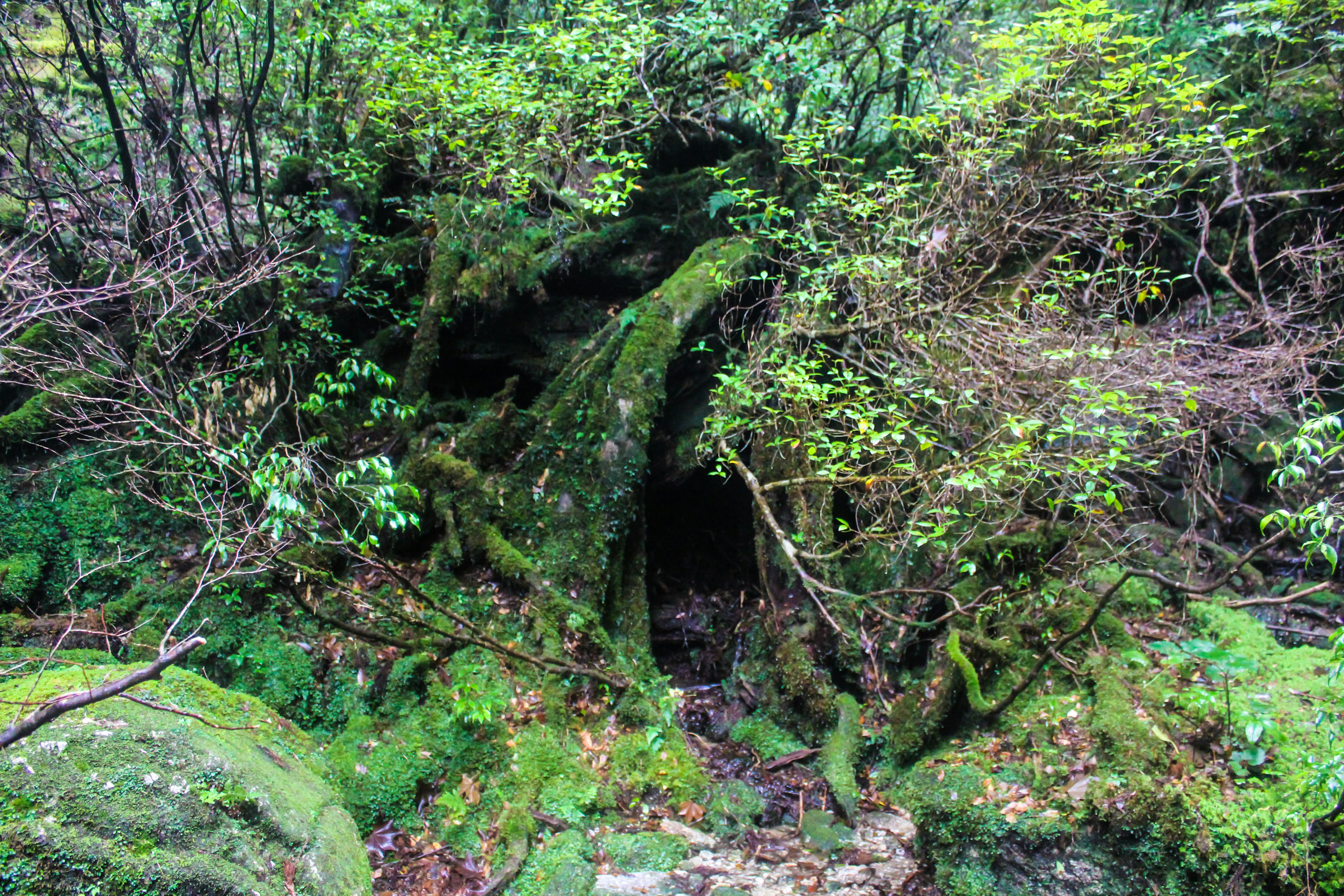 Entrée de grotte entourée de végétation luxuriante et de rochers couverts de mousse