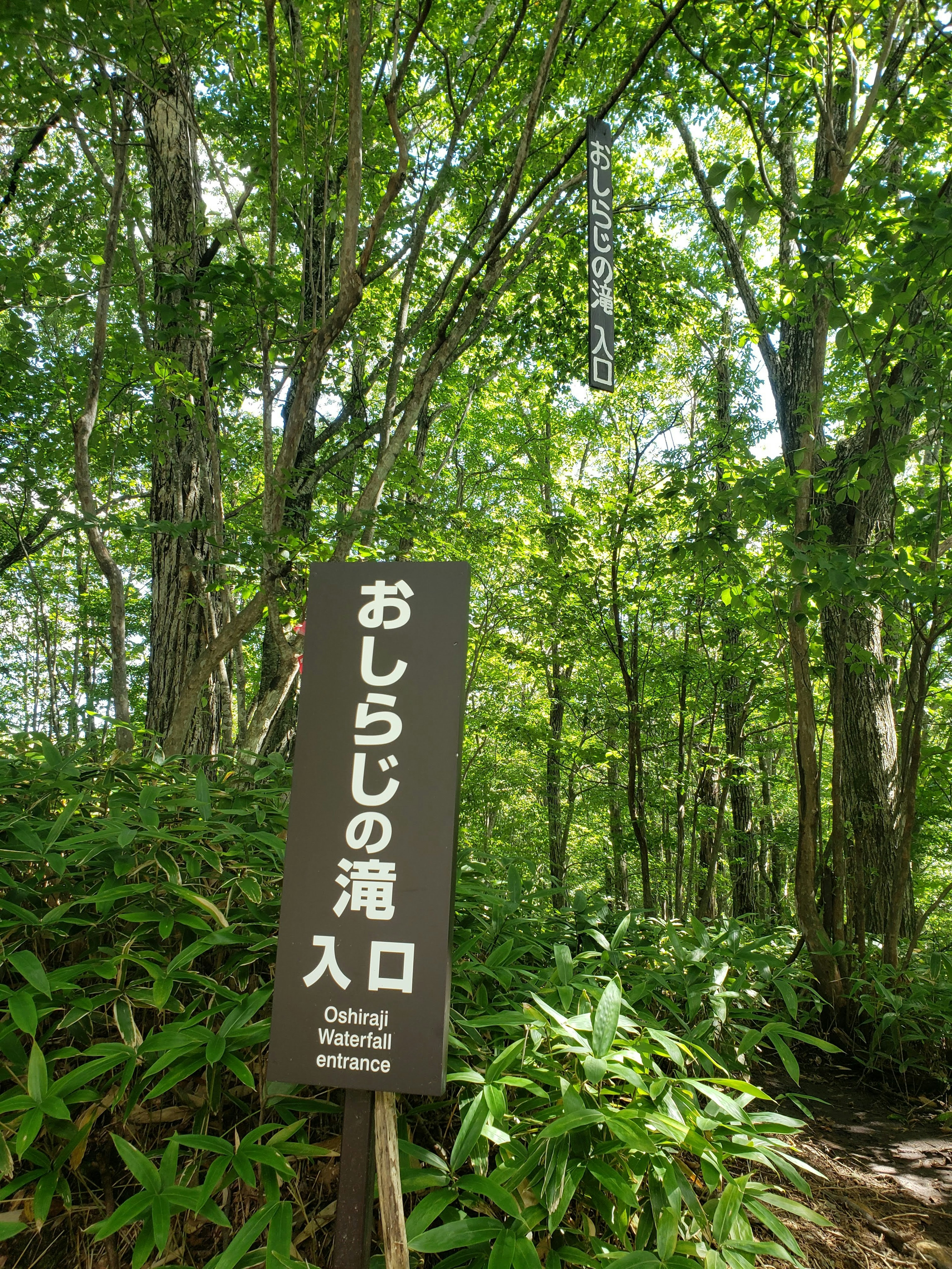 緑豊かな森の中にあるおしらじの滝入口の看板