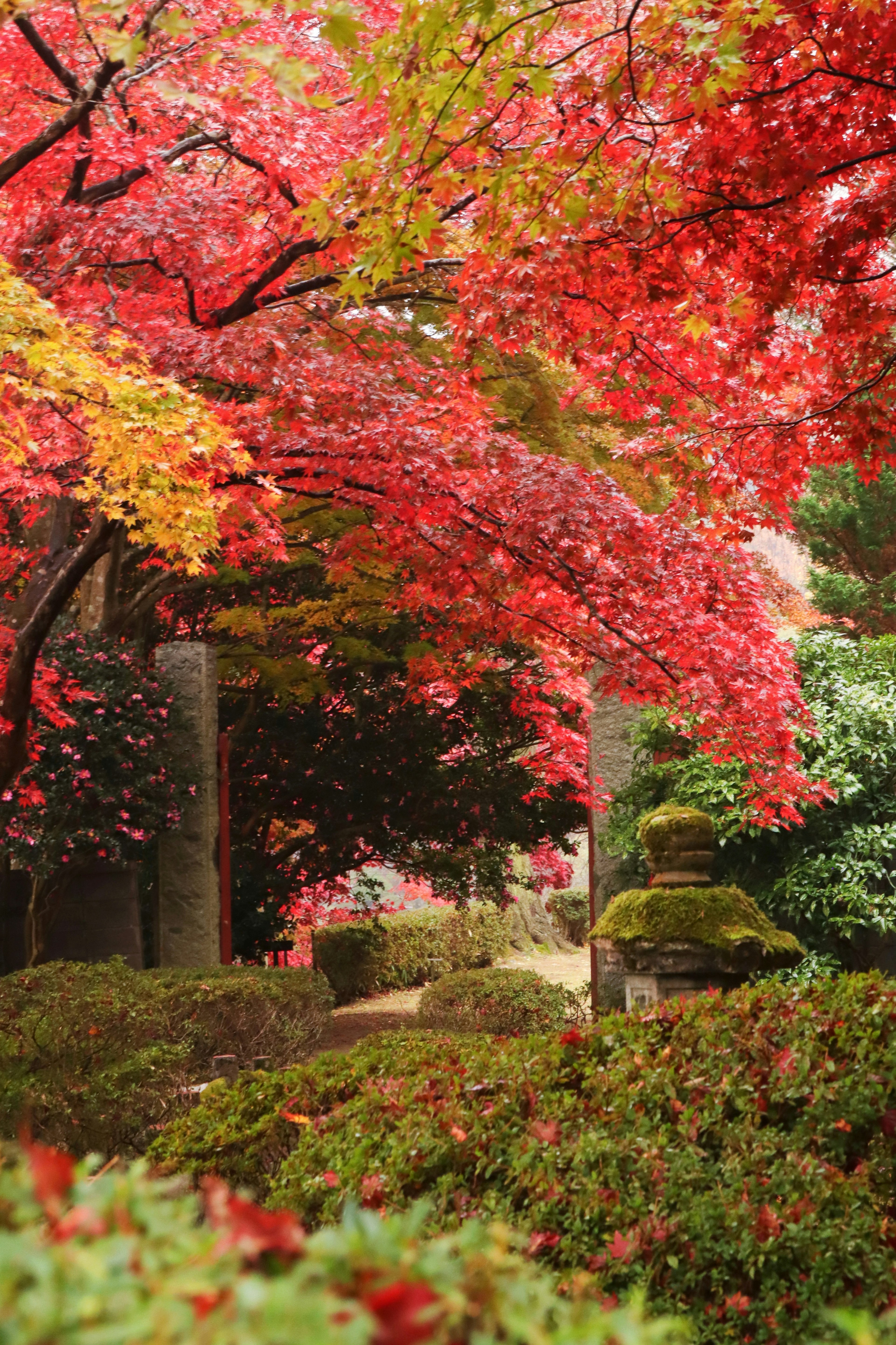 風景如畫的花園，四周環繞著五彩斑斕的秋葉