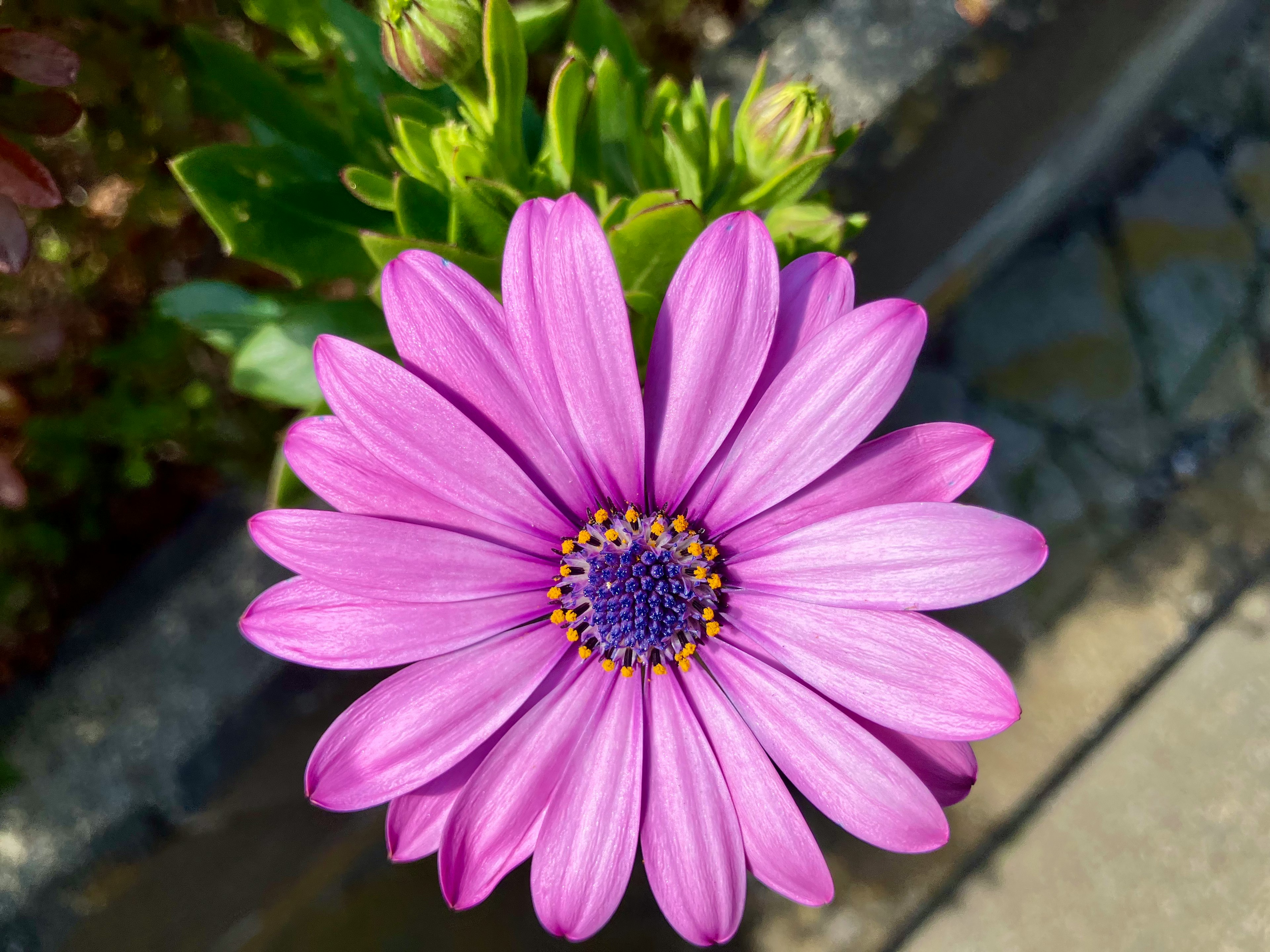 美しい紫色の花が上から見える