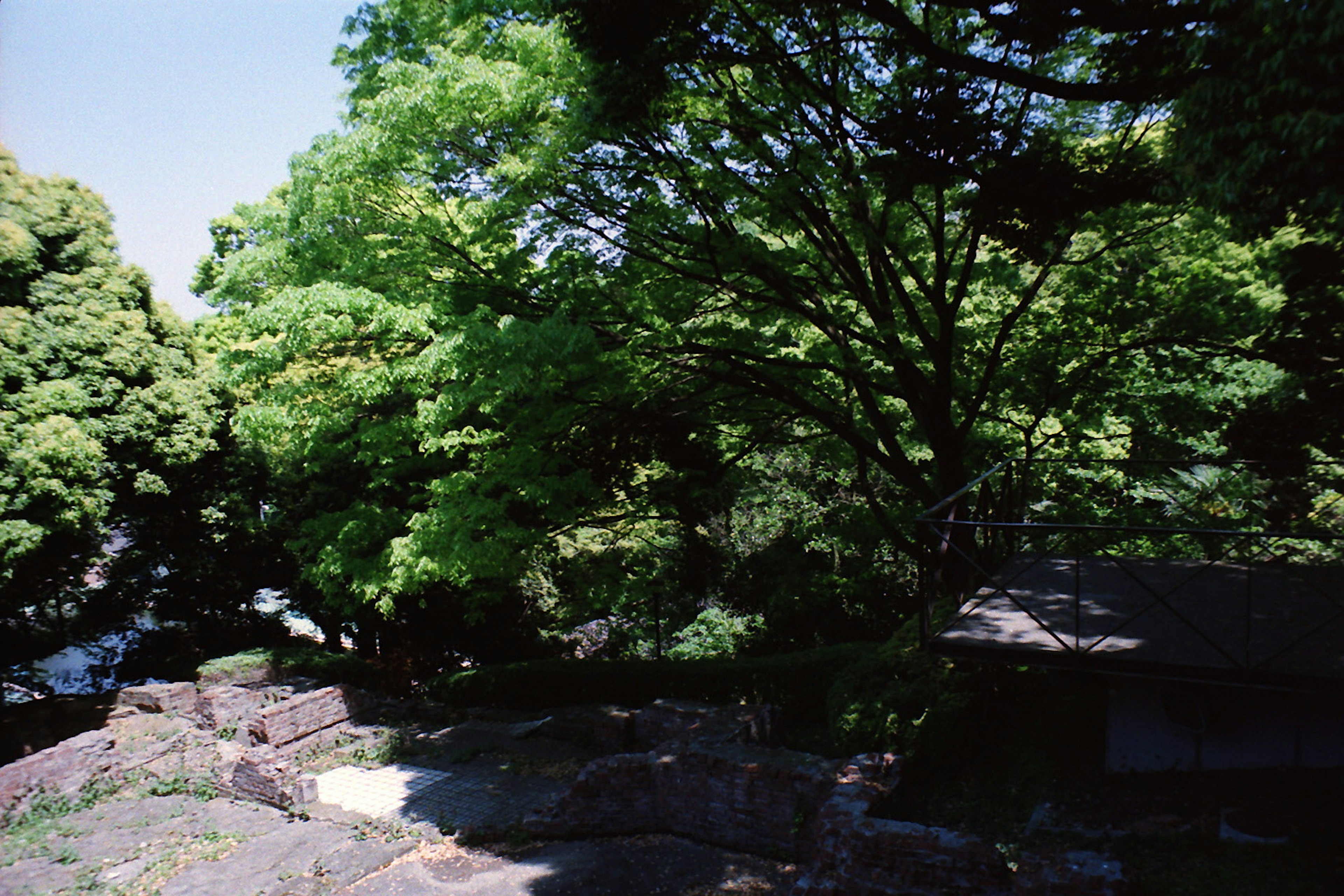 Arbres verts luxuriants et escaliers en pierre dans un paysage serein